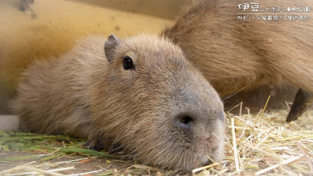 渡辺克仁さんのインスタグラム写真 - (渡辺克仁Instagram)「おはようございます。  #カピバラ #水豚 #capybara #おはよう」7月12日 7時00分 - katsuhito.watanabe