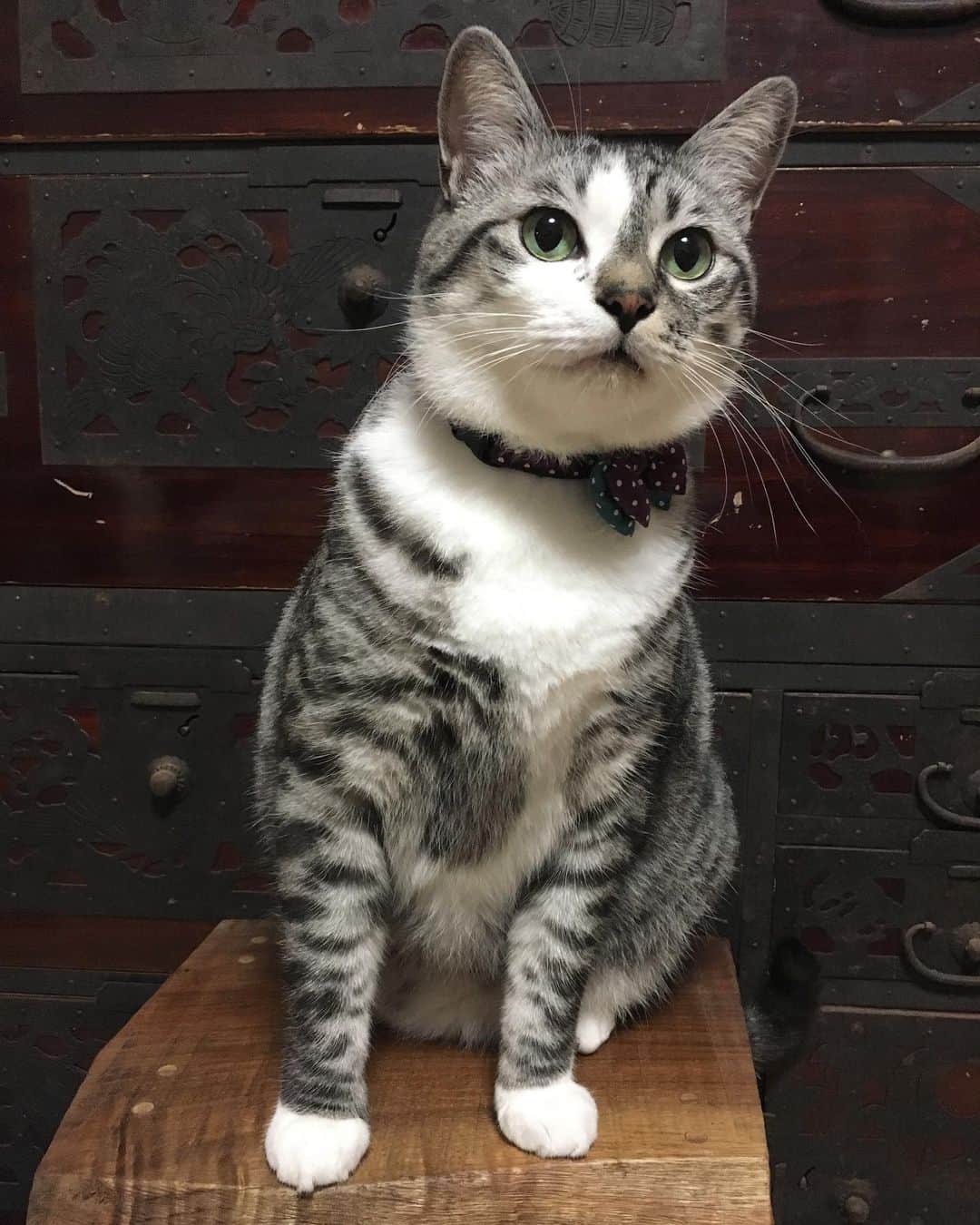 ?りっこ?のインスタグラム：「＊ ＊ 🐈‍⬛ Harutarou 🐈‍⬛  飼い主 昨日は お休みで 予定を立てておりましたが  良性発作性頭位めまい症 久しぶりに なっちゃいました。 １年に何回も！ の時 何年も起こらない時もあります！ 今回は 1年振りくらいだと思います。 そして 吐くまでには至らなかったので軽かったですが … 出かけられず 予定が全て無しに！  健康が 大切！ と改めて考えさせられた日でした。  皆さん♡も 頑張り過ぎず 健康第一で 夏を乗り切りましょう🥰   ◌⑅⃝♡*ℋᵅᵖᵖᵞ*♡⑅⃝◌  ＊ ＊ #良性発作性頭位めまい症 #健康第一 #cute #13歳　#cats_of_instagram  #TheDailyKitten  #cats_of_world #balousfriends  #catloversclub  #cat_features #catstocker #themeowlife  #sweetcatstime  #thedailykitten #cats_of_instworld #IGersJP #happypetclub #bestmeow #保護猫 #catsfollowers  #pleasantcats  #catsofday #happycatclub #sweetcatclub #catsnet #instacat_meows #cutieanimalspage #cutecatshow  #thedailykitten #cat ＊ ＊ 🌿🌿🌿🌿🌿🌿🌿🌿🌿🌿🌿🌿」