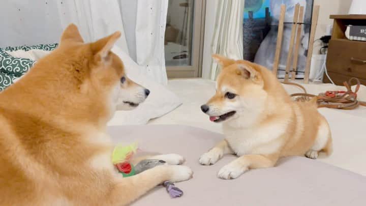 豆柴にこちゃんのインスタグラム：「🐶 おはよー にこのオモチャを横取りしようと狙ってるたま。  そして、私が仲裁にはいって 3人で家族会議してるとこ撮られてた📸  #柴犬#豆柴#mameshiba #shibastagram#japanphoto#shibainu#犬#shibainumania#犬のいる暮らし#shiba_snap#shibainupuppy#多頭飼い#dog#いぬすたぐらむ#puppy#dogstagram#instadog #doglover#pecoいぬ部#pecotv#いぬのきもち部#狗#子犬#barked#9gag#9gagpets#시바견」