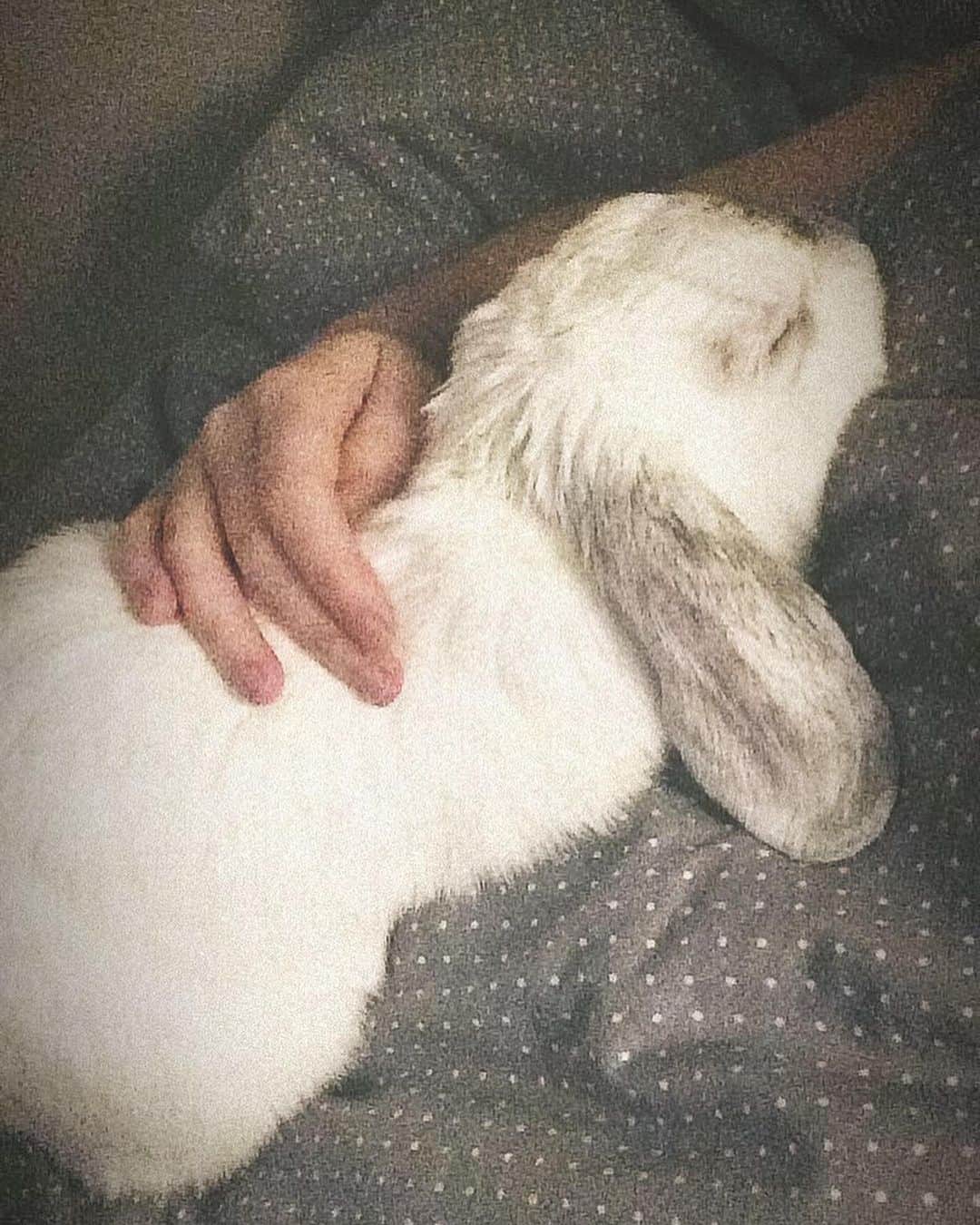Exempel the bunnyのインスタグラム：「July 12th 2023 | 5 years ago today, my beautiful little boy passed the rainbow bridge. I can’t believe it’s been 5 years. And tonight I’ll go to a Coldplay concert, the band who helped me during my grieving.   Exempel was, as you know, very special and he’ll always have a place in my heart. It sure is easier nowadays but I do miss him still.」