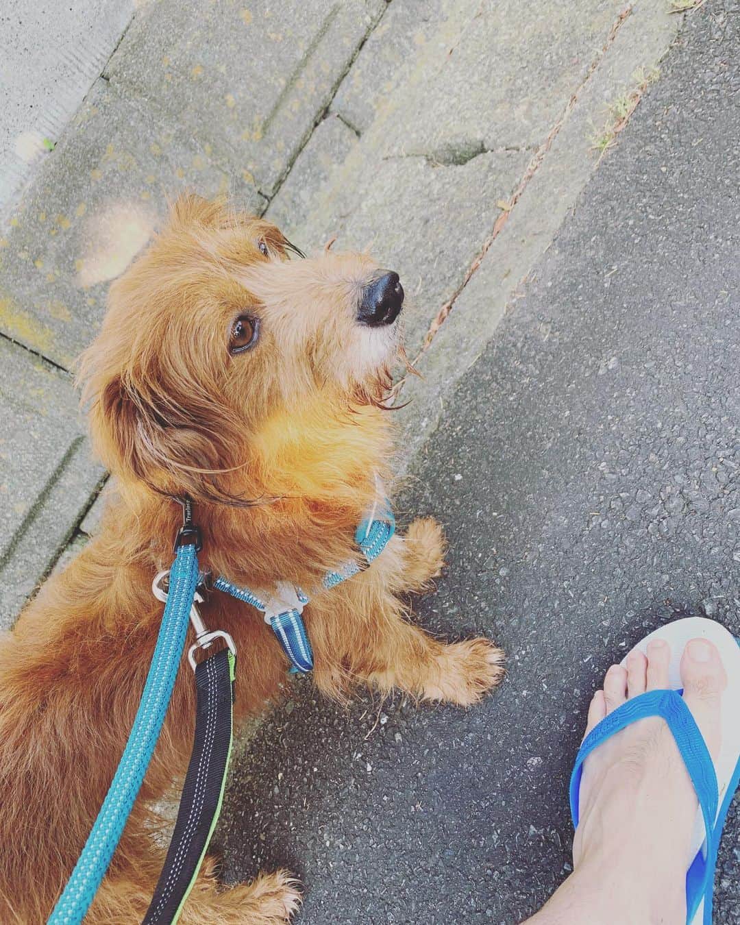 河口恭吾さんのインスタグラム写真 - (河口恭吾Instagram)「読谷の進さんにもらった島ぞうりで朝の散歩。  ペッタン、ペッタンのリズムが気持ち良く、踵に優しい。 最高です。  しかし、朝7時過ぎたら散歩は体力的にキツいですね。  #島ぞうり　#沖縄読谷村　#渡久地ビーチ　#保護犬　#保護犬と暮らそう  #保護犬との暮らし  #保護犬という選択を」7月12日 7時55分 - kawaguchikyogo