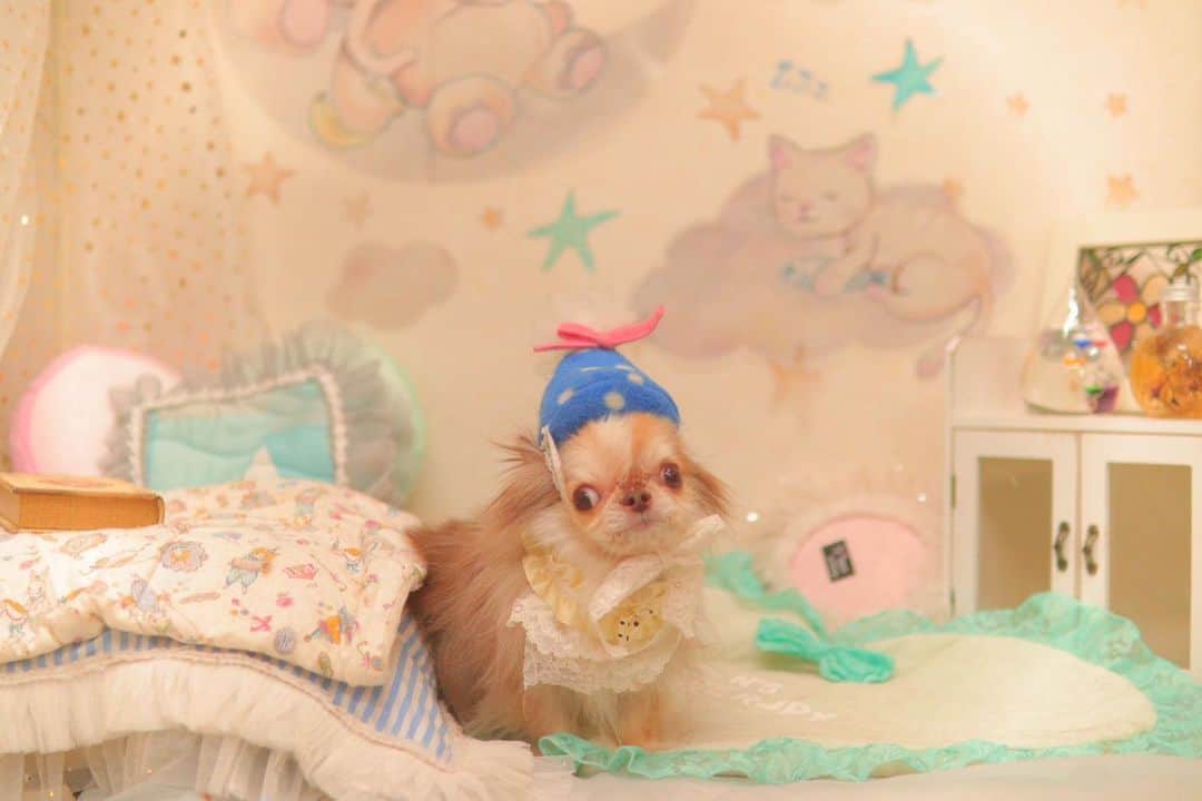 kayoのインスタグラム：「* * * ママ ボクの誕生日1ヶ月前なんですけど…🙄 * らいち 6月13日に9歳になりました🎂 * クッシング症候群になりお薬飲みながらですが元気に過ごしてます☺️ * 9歳もマイペースで行こう❣️ * 📷➩ @dogsalon_motto  * * Lychee🤎 * * #チワワ #chihuahua #トリミングフォト * * *」