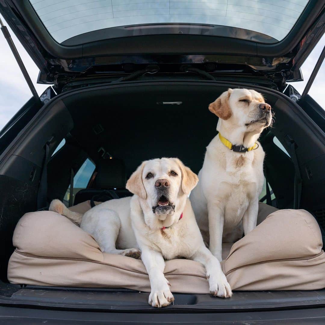 Nissanさんのインスタグラム写真 - (NissanInstagram)「The Nissan Pathfinder is not only adventure friendly, it's also dog friendly! 🐶  📸: @andie_the_lab  #Nissan #NissanPathfinder #Pathfinder #4x4 #SUV #Dogs」7月17日 0時05分 - nissan