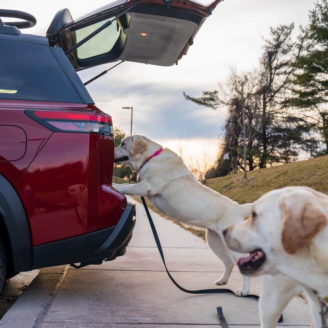 Nissanさんのインスタグラム写真 - (NissanInstagram)「The Nissan Pathfinder is not only adventure friendly, it's also dog friendly! 🐶  📸: @andie_the_lab  #Nissan #NissanPathfinder #Pathfinder #4x4 #SUV #Dogs」7月17日 0時05分 - nissan