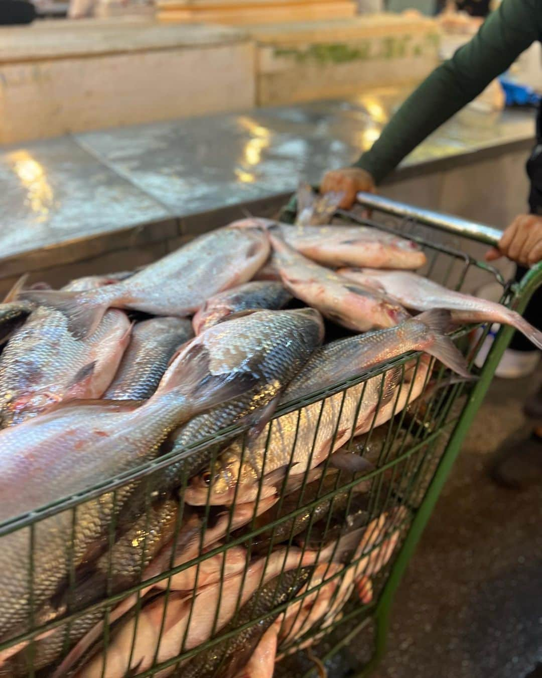 本間愛花さんのインスタグラム写真 - (本間愛花Instagram)「🇧🇷 今日は朝食を食べてから、 マナウスの魚市場に行ってきました🐟 アマゾンの色々なお魚が沢山〜！で 興奮した👏🏻✨  #ブラジル #マナウス #アマゾン #魚市場」7月12日 8時13分 - aikahonma