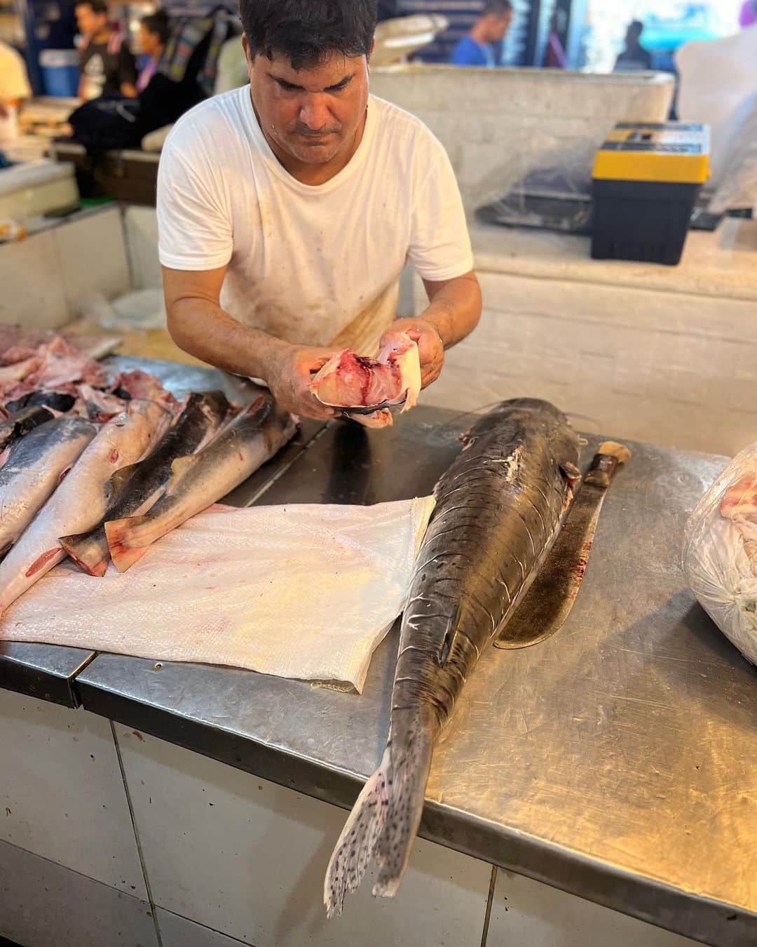 本間愛花さんのインスタグラム写真 - (本間愛花Instagram)「🇧🇷 今日は朝食を食べてから、 マナウスの魚市場に行ってきました🐟 アマゾンの色々なお魚が沢山〜！で 興奮した👏🏻✨  #ブラジル #マナウス #アマゾン #魚市場」7月12日 8時13分 - aikahonma