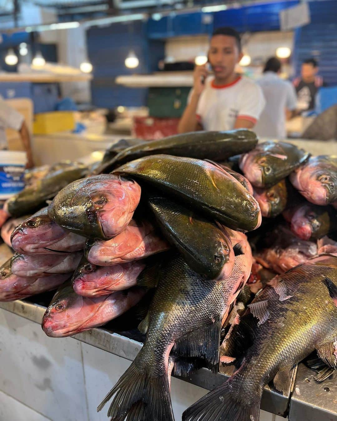 本間愛花さんのインスタグラム写真 - (本間愛花Instagram)「🇧🇷 今日は朝食を食べてから、 マナウスの魚市場に行ってきました🐟 アマゾンの色々なお魚が沢山〜！で 興奮した👏🏻✨  #ブラジル #マナウス #アマゾン #魚市場」7月12日 8時13分 - aikahonma