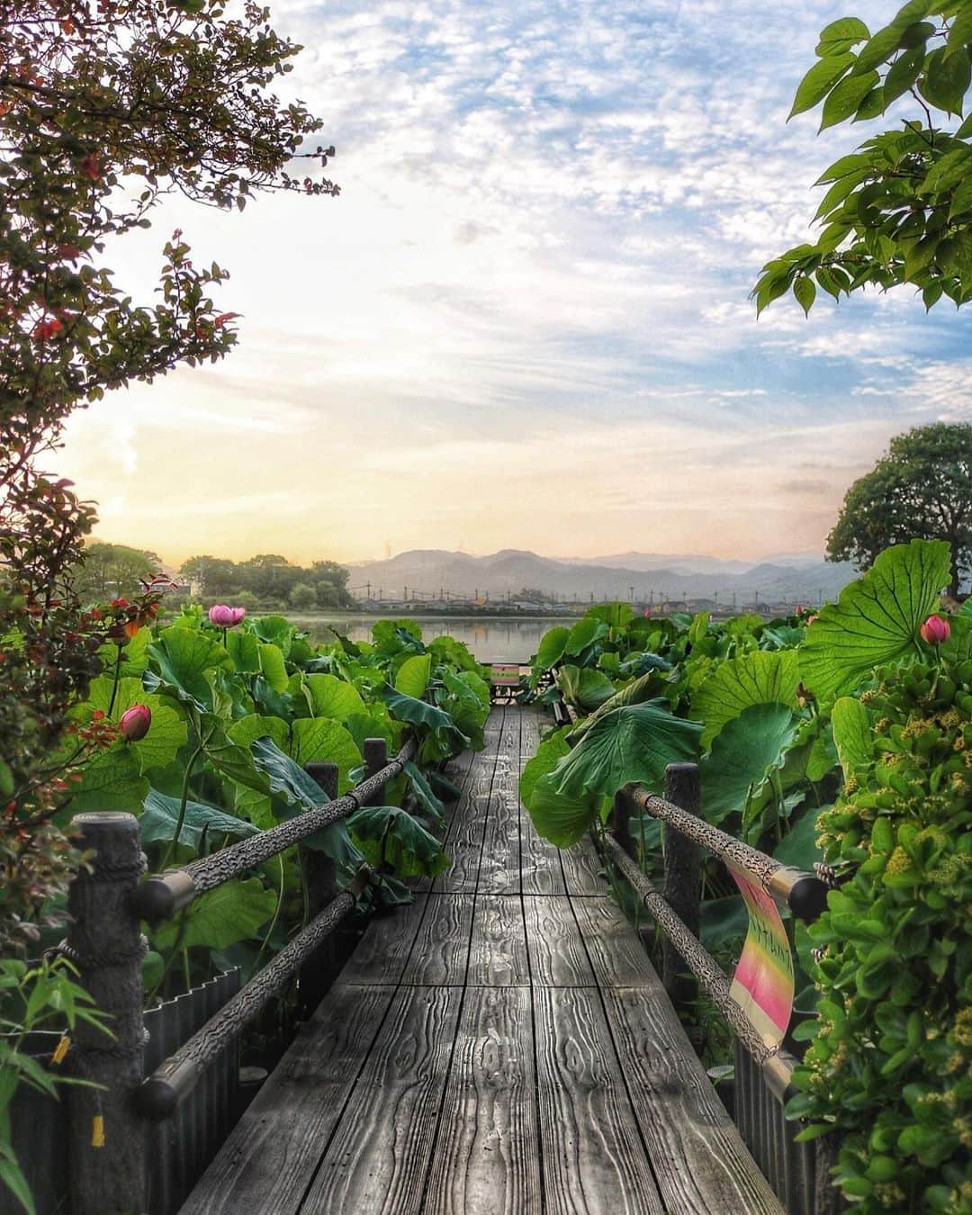 Visit Wakayamaのインスタグラム：「. Step into your next adventure as lotus flowers glow in the soft morning sun. 📸 @rohishito.tashimaya 📍 Hiraike Green Park, Wakayama . . . . . #discoverjapan #unknownjapan #instajapan #landscape #japan #japantrip #japantravel #beautifuldestinations #wakayama #wakayamagram #explore #adventure #visitwakayama #travelsoon #visitjapan #travelgram #stayadventurous #igpassport #explorejapan #lonelyplanet #sustainabletravel #bucketlist #roadslesstraveled #kinokawa #summerinjapan #summerbreak #sunrise #hiraikepark #lotus #aquapark」
