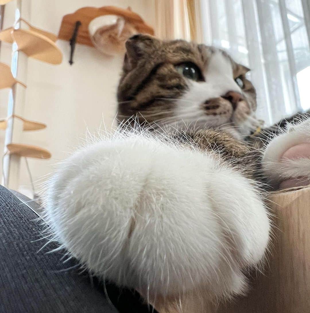 Nahoさんのインスタグラム写真 - (NahoInstagram)「雪見だいふくいる？ちょっとパサパサしてるかもだけど☁️  #雪見だいふく #こはくもいるよ #KOTETSU#KOHAKU#茶トラ #catoftheday #instacat_meows  #ねこ部 #냥스타그램 #캣스타그램 #cat #猫 #ネコ #ねこ #고양이  #catlover #instacat #cutecat #catstagram #lovecat #CAT」7月12日 18時37分 - komakotakoyukotekoha