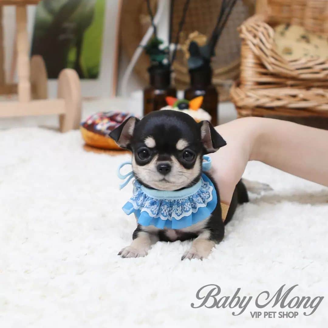 のインスタグラム：「베이비몽영등포) 작은 사이즈 쪼꼬미 치와와! 단모치와와 치로입니다~ 귀여운 치로가 궁금하신 분들은 베몽 영등포점으로 오세요! . . (BabymongYeongdeungpo) A teacup-sized adorable Chihuahua! short-haired Chihuahua Chiro~ If you're curious about adoranble Chiro, Please send DM to our BabyMong instagram!! . . 저희는 다양한 강아지를 소유하고있으며, 강아지의 외모와 건강에 최선을 다하고 있습니다. We OWN Each and Every Puppy In Hand We Only Offer the Best in Appearance and Health  . . 베이비몽은 11년동안 운영한 믿을 만한 펫샵으로 많은 한류스타, k팝스타, 셀럽들이 선택한 곳입니다 미니 사이즈,명품견 전문으로  해외,국내에서 이미 유명하며  단 한건의 사고 없이 지금까지 운영해 왔습니다  당신이 원하는 강아지가 있다면 언제든지 연락주세요!!  BabyMong is a  reliable pet shop that has been operating in Korea for 11 years. Many K-pop stars, Korean wave stars, and celebrities chose BabyMong. We are specialize in selling mini-cup-sized puppies. We sent many puppies abroad for a long time. And the puppies have been transported safely without a single accident.  Feel free to contact me if you are interested. . . 🇰🇷서울 영등포 본점: 010 8325 0086 영업등록번호: 110111-7609071 주소: 서울시 영등포구 영중로23 대표번호: 1688-4386 📞  text Instagram☎+82-10-2214-0186 Whatsapp +82-10-2214-0186 Wechat babymongoverseas Email : babymongkorea@gmail.com Dm : 📩 Please direct message call me BABYMONG Main Kakao talk ID : babymongkorea . . #치와와#치와와입양#단모치와와#치와와분양 #치와와스타그램#멍멍이#멍스타그램 #강아지#강아지분양#반려견 #애견분양#서울애견#베이비몽 #puppy#puppies#cute#chihuahua #chihuahuasofinstagram#chihuahuaworld #chihuahualover#chihuahuapuppy#chihuahuasofig #puppyforsale#koreanpuppy」