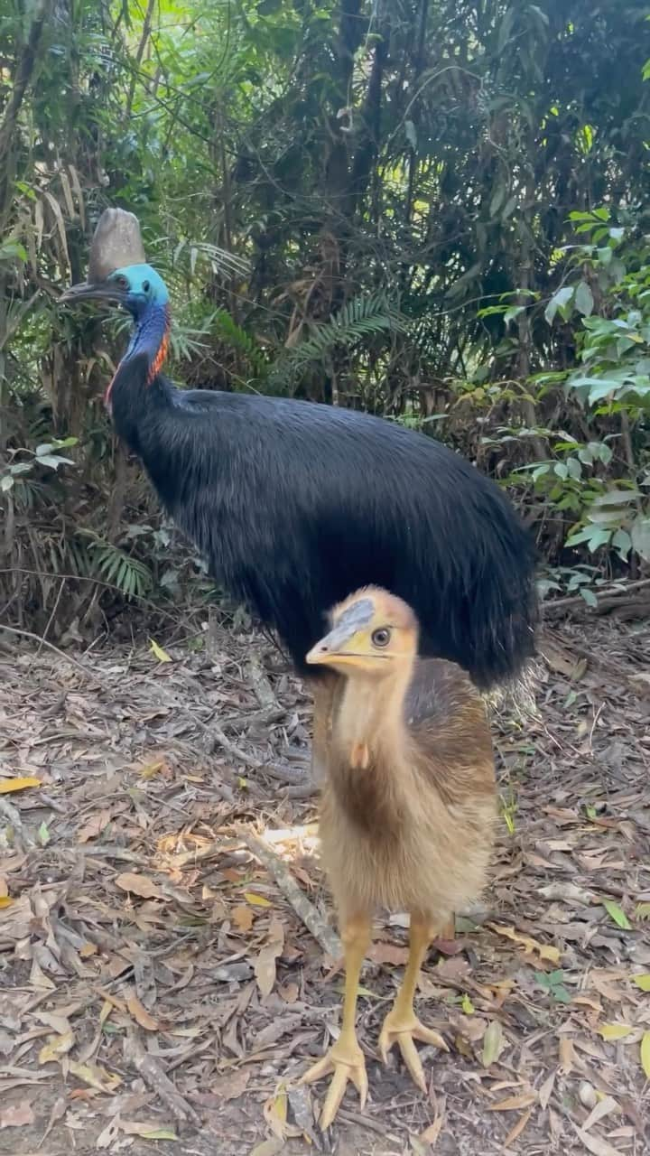 Australiaのインスタグラム