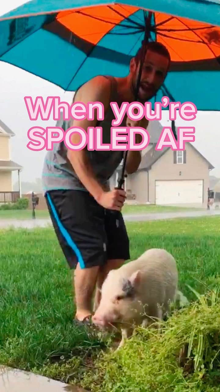 Hamletのインスタグラム：「I’m well taken care of 😜  #spoiled #spoiledrotten #spoiledcat #spoiledpup #naughtymemes #kidsmemes #rainydays☔️ #summerrain #rainbow #funnyanimal #funnyanimalvideos #funnypet #funnydogs #piggy #reelsvideo #tiktokpets #fyp #foryoupage #funnyshit #funnyaf #spoiledaf #funnyanimals #petsofinstagram #ahha #sofunny😂 #piglet #picoftheday #localclarksville #localnashville #nashvegas」