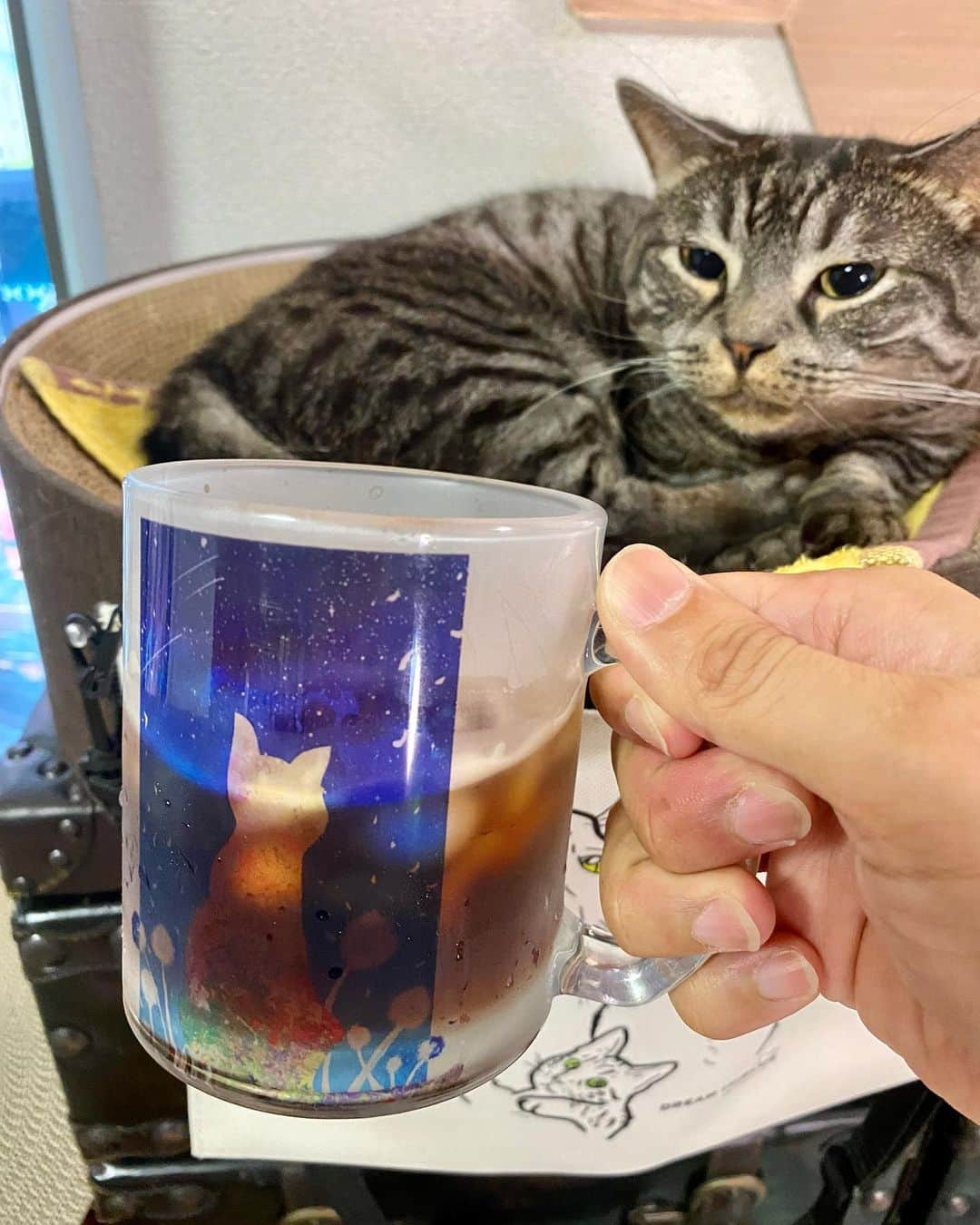 辻本祐樹のインスタグラム：「ガラスマグカップ・・・アイスコーヒー入れたら猫ちゃん消えたけど、飲み進めると顔を出してくれます♪ ナイトさんものぞいてますw  #猫グッズ #猫 #cat #辻本祐樹 #マグカップ #パーカー #Tシャツ #トートバッグ #プレゼント  【DREAM IN BLUE 】 ガラスマグカップこちら↓ https://dreaminblue.base.shop/」