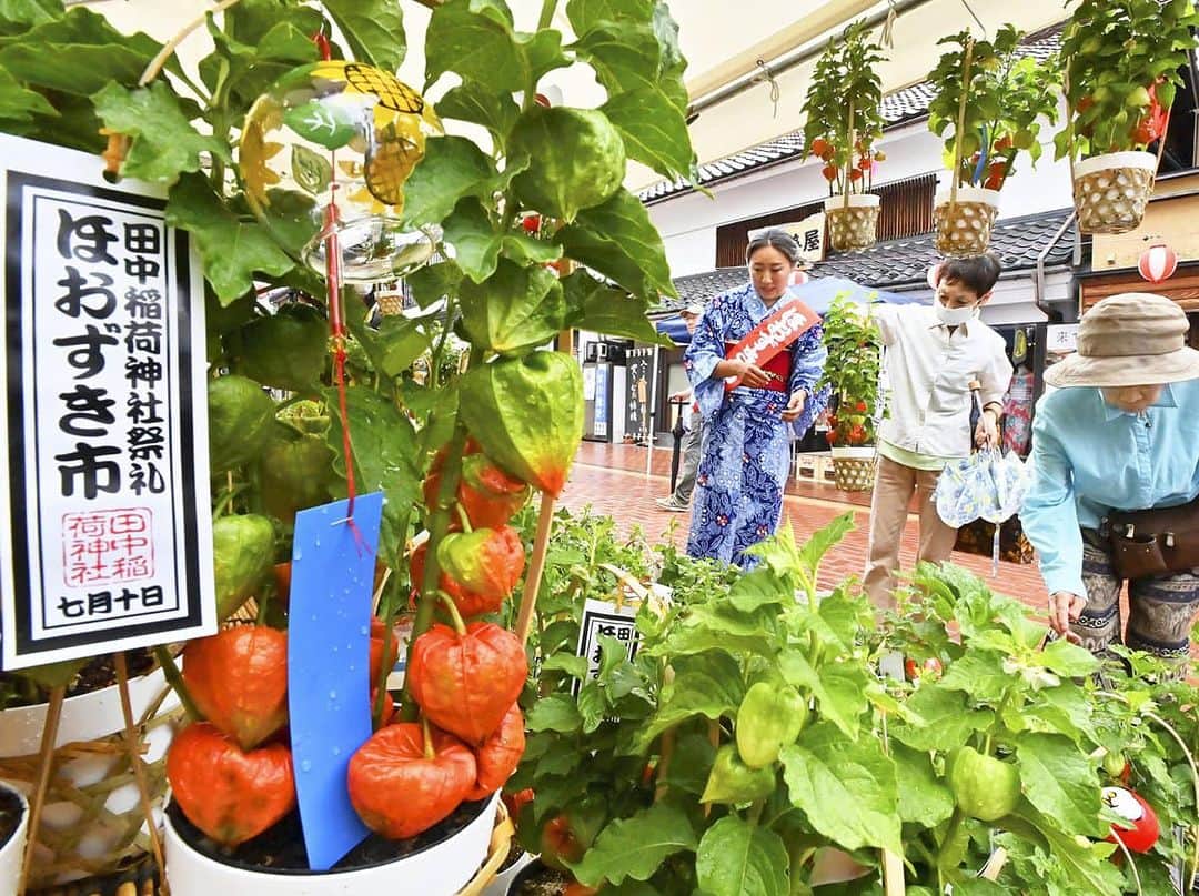 森まさこのインスタグラム：「【#本日のふくしま 】  綺麗な赤に染まったほおずきと緑の葉が相まって、 とても素敵ですね✨  皆様の願いが実りますように。  #福島民友　#福島」