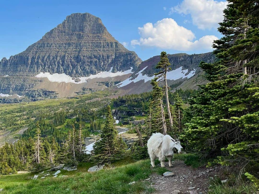 Laura Martyさんのインスタグラム写真 - (Laura MartyInstagram)「Glacier and Yellowstone! So much adventure packed into just a few short days… I’ll definitely be back for more」7月12日 11時15分 - laura_how_you_get_up_there