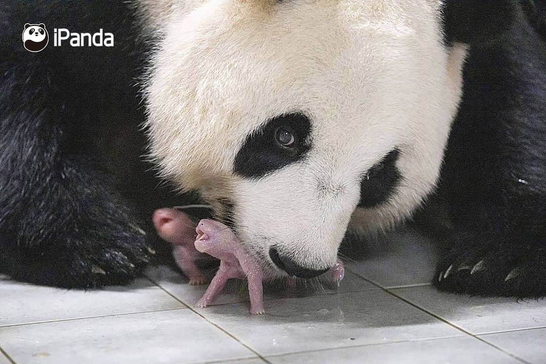 iPandaさんのインスタグラム写真 - (iPandaInstagram)「Giant panda Hua Ni (Ai Bao) from the China Conservation and Research Centre for the Giant Panda, gave birth to twins on July 7th in South Korea. Currently, Hua Ni and her newborns remain in good condition. (Photo credit: CFP.CN) 🐼 🐼 🐼 #Panda #iPanda #Cute #PandaPic #CCRCGP #PandaNews #FriendshipMessenger #HowGiantPandasGrowUp  For more panda information, please check out: http://en.ipanda.com」7月12日 11時37分 - ipandachannel