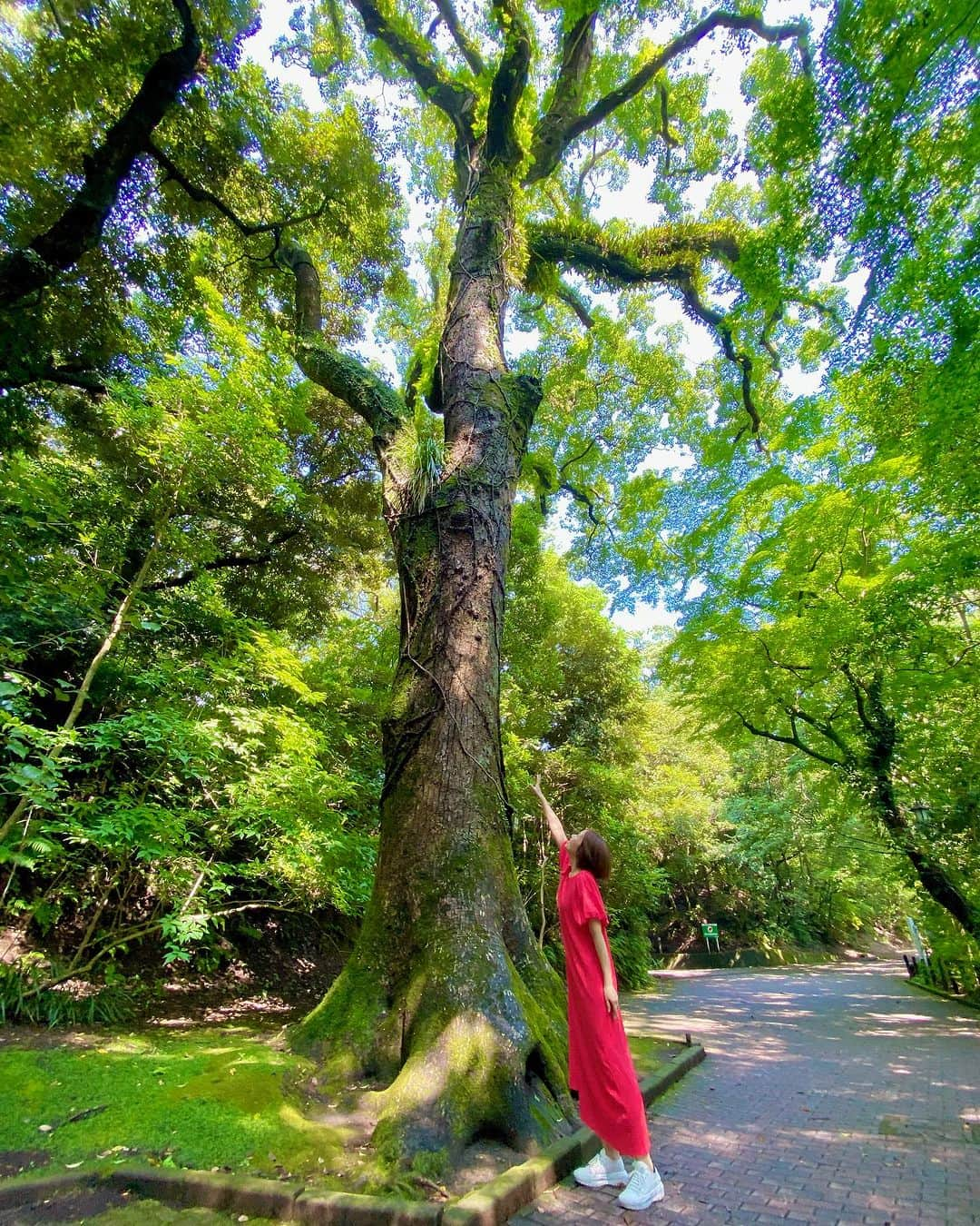 上妻未来さんのインスタグラム写真 - (上妻未来Instagram)「パワーみなぎる木🌿  #kagoshimacity  #shiroyama」7月12日 12時38分 - kozuma.m