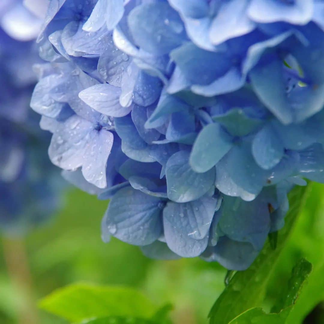 東京都庭園美術館さんのインスタグラム写真 - (東京都庭園美術館Instagram)「【木陰を探して｜庭園の四季シリーズ】 庭園の紫陽花もそろそろ見納めです。また来年、どうぞお楽しみに。  日に日に暑さが増すばかりですが、当館の庭園では大きな樹木がたくさんあるため、よい木陰が至るところに。  ぜひ涼みに来てください🎐  #東京都庭園美術館 #旧朝香宮邸 #庭園 #日本庭園 #西洋庭園 #芝庭 #建築 #植物 #東京 #庭園の四季シリーズ #tokyometropolitanteienartmuseum #teienartmuseum #garden #tokyo #Teien40th」7月12日 12時49分 - teienartmuseum