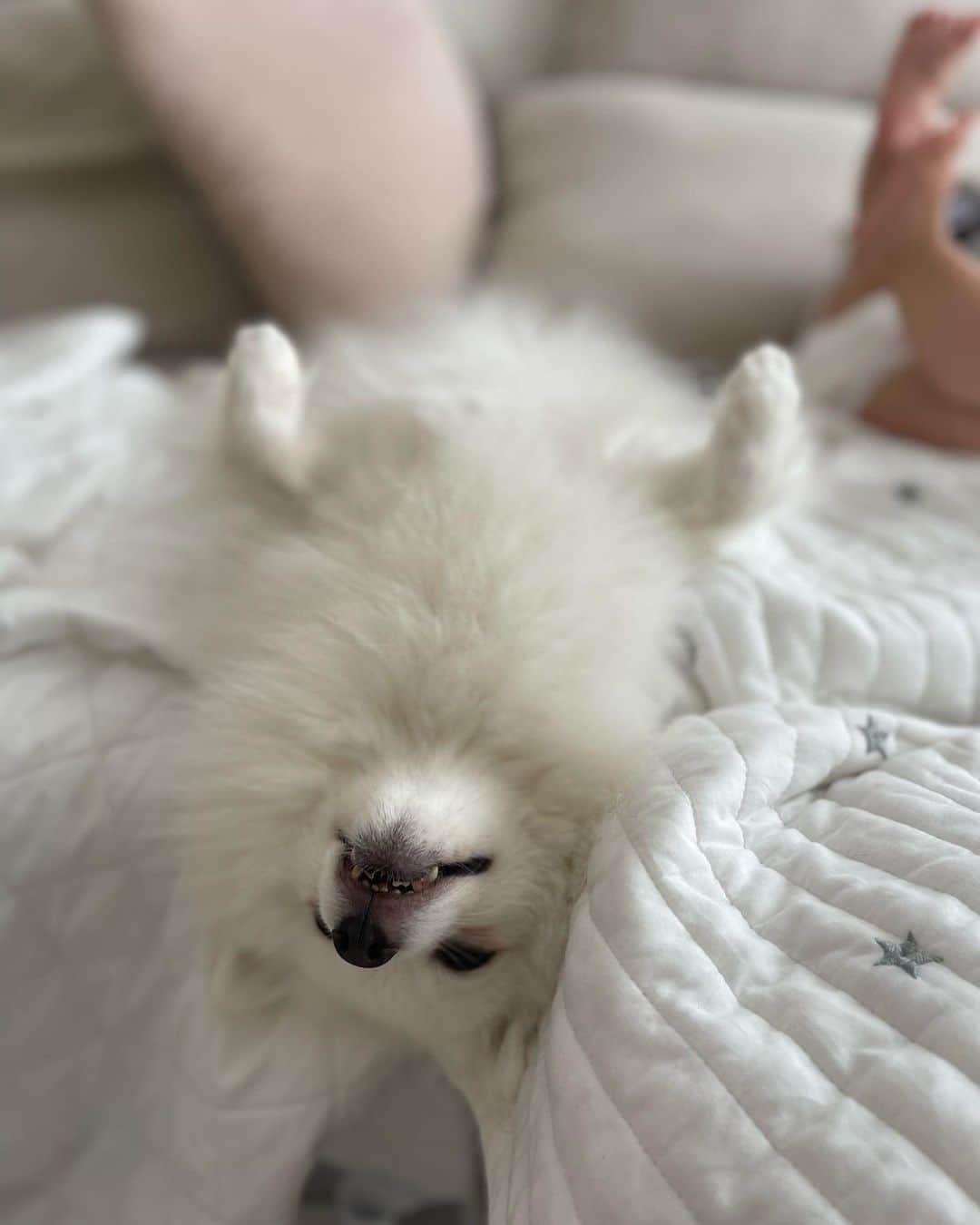 唯可（yuika）さんのインスタグラム写真 - (唯可（yuika）Instagram)「ここ最近の👶🐕🤍  イッヌと社長のコラボがたまらない 社長が寝てるとイッヌも隣で寝るし イッヌがいると社長もイッヌを掴んで 楽しそうにしてるしとても癒されます🥹🤍  私は最近社長の頭皮の臭いを嗅ぐのにハマってます👶✨  #犬と赤ちゃん#犬と赤ちゃんのいる暮らし#男の子ベビー#7ヶ月#7ヶ月ベビー#イッヌスタグラム#犬#多頭飼い#日本スピッツ#チワックス#赤ちゃん#ベビスタグラム」7月12日 13時05分 - yu.i.k.a