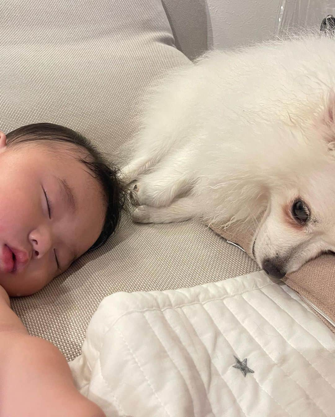 唯可（yuika）さんのインスタグラム写真 - (唯可（yuika）Instagram)「ここ最近の👶🐕🤍  イッヌと社長のコラボがたまらない 社長が寝てるとイッヌも隣で寝るし イッヌがいると社長もイッヌを掴んで 楽しそうにしてるしとても癒されます🥹🤍  私は最近社長の頭皮の臭いを嗅ぐのにハマってます👶✨  #犬と赤ちゃん#犬と赤ちゃんのいる暮らし#男の子ベビー#7ヶ月#7ヶ月ベビー#イッヌスタグラム#犬#多頭飼い#日本スピッツ#チワックス#赤ちゃん#ベビスタグラム」7月12日 13時05分 - yu.i.k.a