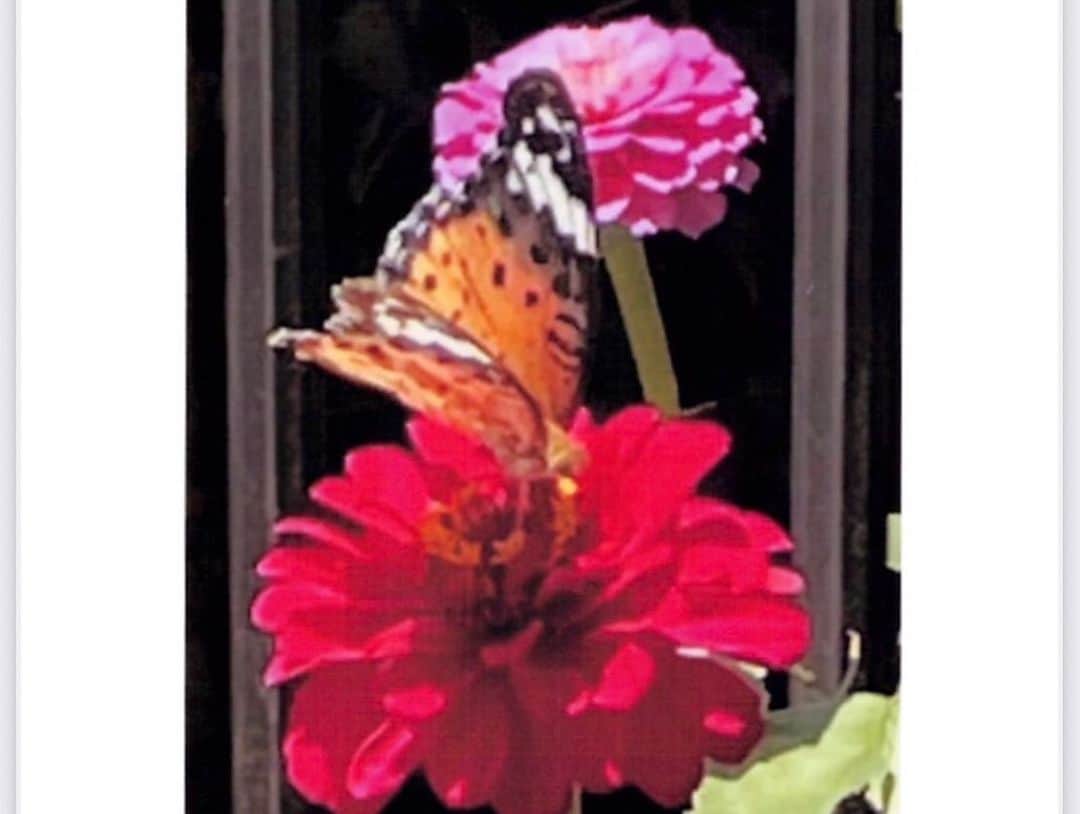 北川大介さんのインスタグラム写真 - (北川大介Instagram)「こんにちは^_^ 暑いですねー 綺麗なお花の写真ありがとうございます。 鮮やかで心が洗われます〜 素敵なお花💐💐🌸🌼 お裾分け^_^」7月12日 13時45分 - kitagawadaisuke_official