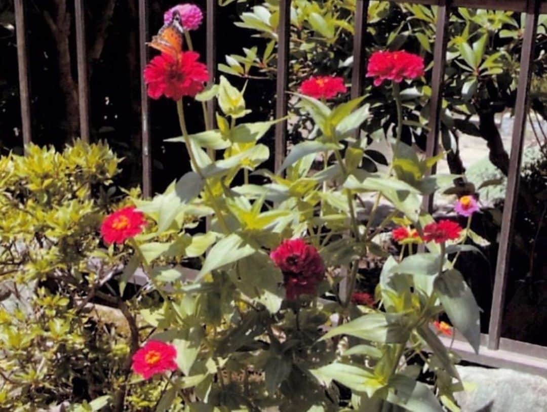 北川大介さんのインスタグラム写真 - (北川大介Instagram)「こんにちは^_^ 暑いですねー 綺麗なお花の写真ありがとうございます。 鮮やかで心が洗われます〜 素敵なお花💐💐🌸🌼 お裾分け^_^」7月12日 13時45分 - kitagawadaisuke_official