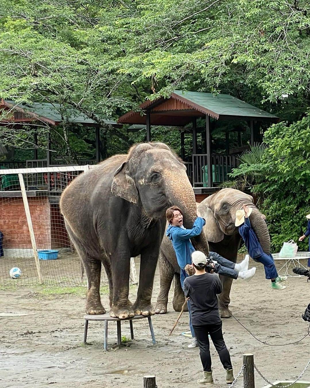 しゅうぺいさんのインスタグラム写真 - (しゅうぺいInstagram)「ゾウペイでーす🐘 俺の鼻と大違い！！！ 怖かったけどトータル嬉しかったのが上回りました🫶 ありがとうゾウさん😊  #象 #象の鼻にシュウペイ #ほぼ顔芸」7月12日 14時03分 - pekopa.shupei