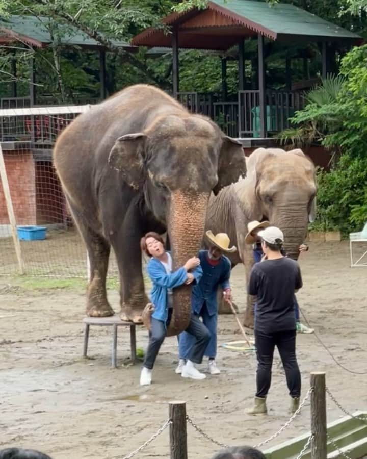 しゅうぺいのインスタグラム：「ゾウペイでーす🐘 俺の鼻と大違い！！！ 怖かったけどトータル嬉しかったのが上回りました🫶 ありがとうゾウさん😊  #象 #象の鼻にシュウペイ #ほぼ顔芸」