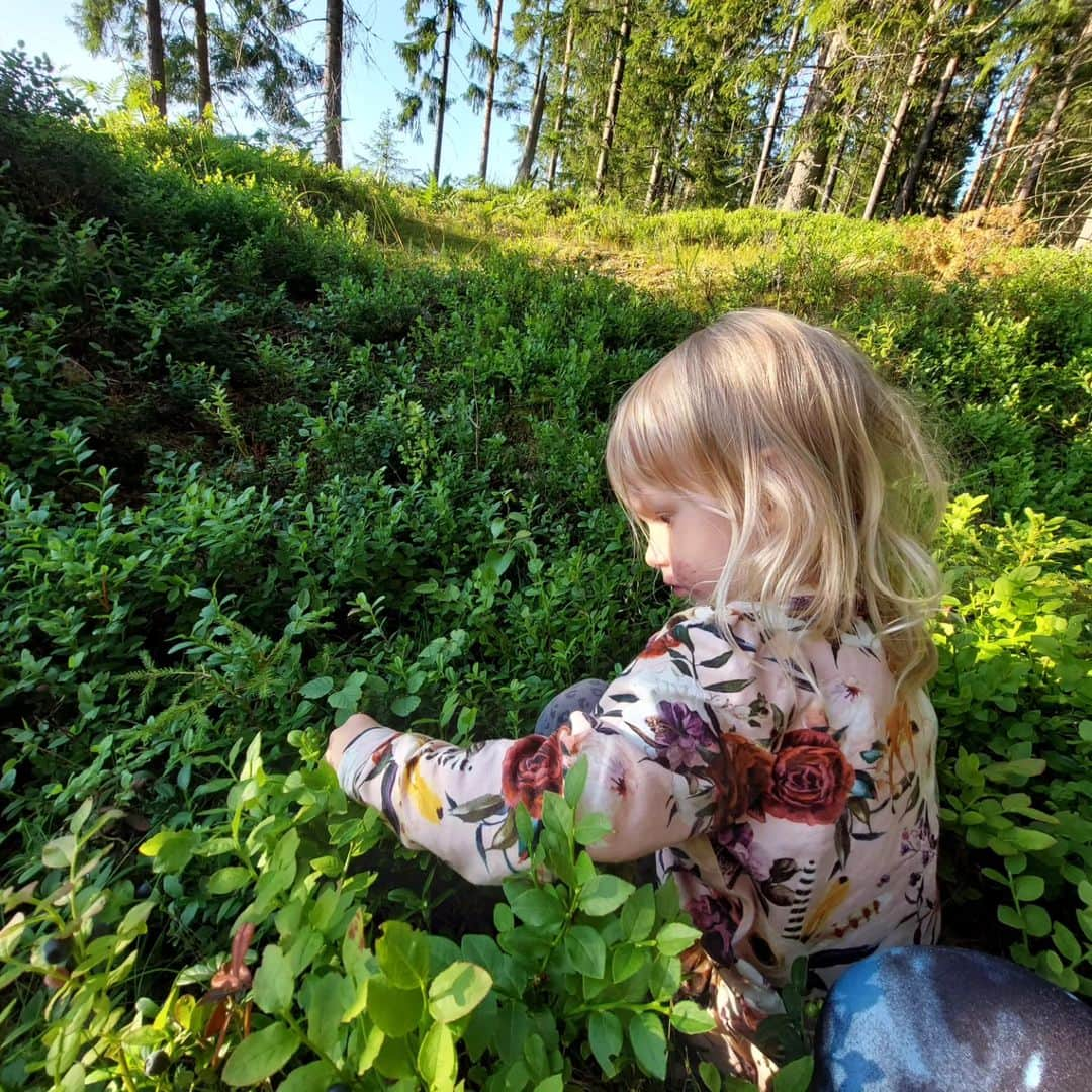 ミンナ・ニッカネンのインスタグラム：「Vielä oli paljon raakaa, mutta näyttäisi ainakin jonkin verran mustikkaa tulevan. Kypsimpiä napsittiin jo suuhun 😋🫐」