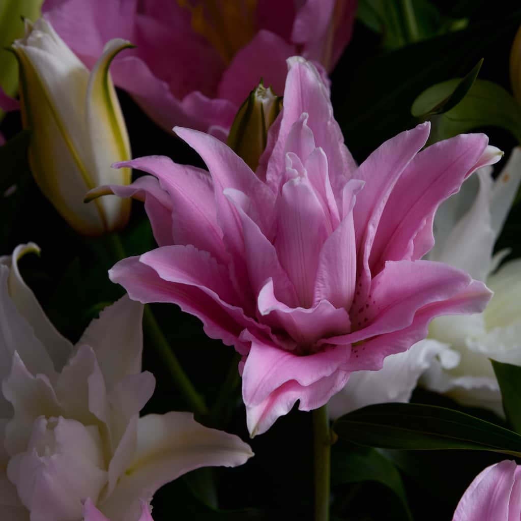青山フラワーマーケットさんのインスタグラム写真 - (青山フラワーマーケットInstagram)「淡い緑のつぼみがゆっくりとふくらみ、花びらがたおやかに広がる姿は格別。ユリの花は、夏に旬を迎えます。栃木県宇都宮市で、年間を通じて50種以上のユリを栽培する「エフ・エフ・ヒライデ」代表の平出賢司さん（画像4枚目）に、ユリの魅力を伺いました。 「つぼみがどんどん開花するのが魅力の一つ。切り花になってからも変化する様子が家でこんなに楽しめる花はなかなか無いと思います。高嶺の花といったイメージに捉われず、ぜひ気軽に手に取ってほしいですね」 平出さんのユリ栽培のこだわりや想いはストーリーのリンク「生産者レポート」からもご覧いただけます。今年の夏はユリを飾ってみませんか？  #ゆり #ユリ #lily #青山フラワーマーケット #aoyamaflowermarket #花のある暮らし」7月12日 14時52分 - aoyamaflowermarket