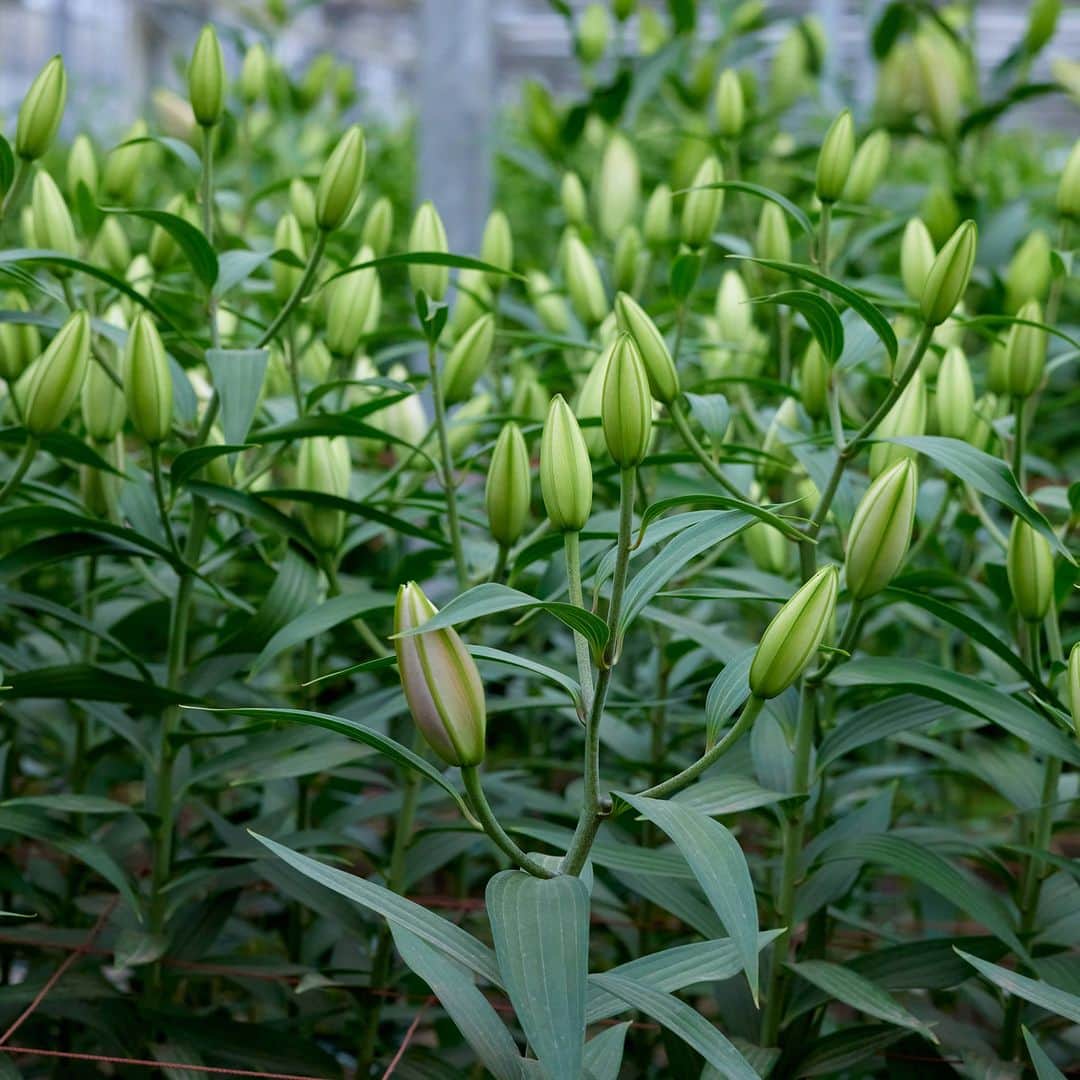 青山フラワーマーケットさんのインスタグラム写真 - (青山フラワーマーケットInstagram)「淡い緑のつぼみがゆっくりとふくらみ、花びらがたおやかに広がる姿は格別。ユリの花は、夏に旬を迎えます。栃木県宇都宮市で、年間を通じて50種以上のユリを栽培する「エフ・エフ・ヒライデ」代表の平出賢司さん（画像4枚目）に、ユリの魅力を伺いました。 「つぼみがどんどん開花するのが魅力の一つ。切り花になってからも変化する様子が家でこんなに楽しめる花はなかなか無いと思います。高嶺の花といったイメージに捉われず、ぜひ気軽に手に取ってほしいですね」 平出さんのユリ栽培のこだわりや想いはストーリーのリンク「生産者レポート」からもご覧いただけます。今年の夏はユリを飾ってみませんか？  #ゆり #ユリ #lily #青山フラワーマーケット #aoyamaflowermarket #花のある暮らし」7月12日 14時52分 - aoyamaflowermarket