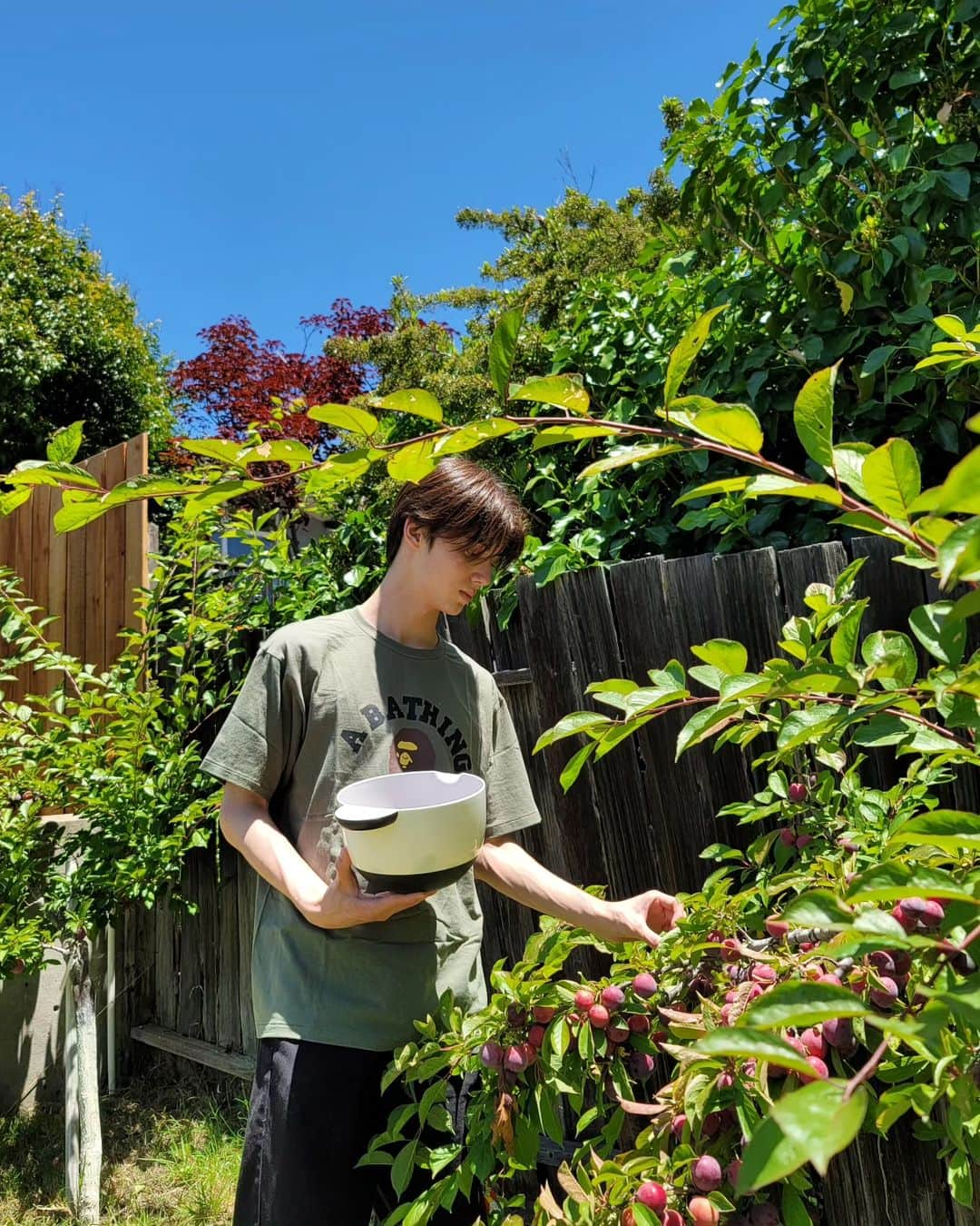 翔さんのインスタグラム写真 - (翔Instagram)「Picked some plums from my grandparent's house． みんなスモモ食べる？⁡ ⁡⁡ ⁡#海 #農業 #すもも」7月12日 14時55分 - sho0509official