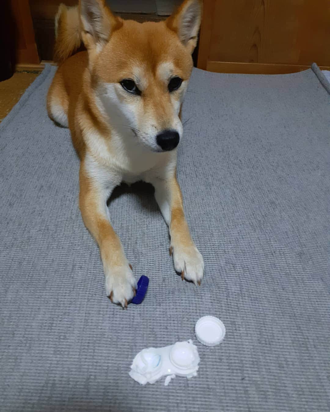 inosemarineのインスタグラム：「お茶碗にコンタクトが入ってるので今朝はパンにしました　#柴犬」