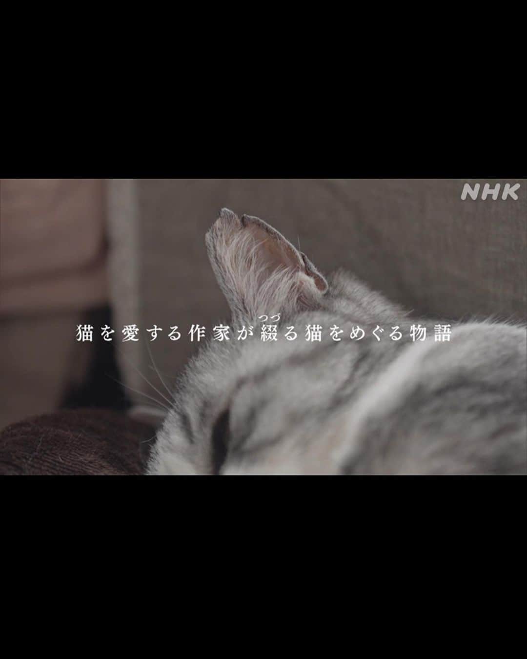 早坂香須子さんのインスタグラム写真 - (早坂香須子Instagram)「たまよ と こまの に 猫吸い界の神様が降臨✨  美雨ちゃんの猫吸いは、今や無病息災祈願のような神々しささえある。  うちに来て24日目のたま・こま、そしてダンちゃんまでが美雨ちゃんにうっとり夢中になった✨  猫好きさんは、先月NHKで放送された 「ネコメンタリー　猫も、杓子（しゃくし）も。」 を観た方も多いと思う。  サバ美との日々の暮らしと音楽と言葉、大切なひとの訃報…。生と死を真っ直ぐに澄んだ瞳でみつめた美雨ちゃんの文章に、1度目は堪えた涙が、時間をおいて視聴した時に崩壊した。  このスクショをする時にもジワッときてしまったけれど、生と死と愛に溢れた優しい世界を、また観たいと思う。  番組ネコメンタリーは、初回の「養老先生とまる」の放送からの大ファンで、全編視聴していますが、「坂本美雨とさば美」は「神回」認定させて頂きたい。  番組冒頭で、お部屋に猫の置物と共に、私の絵を飾ってくれていたのも、とっても嬉しかった✨  番組はNHKオンデマンドで観れます。 動物に興味無い方も、ぜひ見て頂きたいなぁ。  はぁ、やっとネコメンタリーについて書くことが出来た。  美雨ちゃん、たま・こま・ダンに会いに来てくれてありがとう。 なまこちゃんも、ハリネズミのハリと一緒にいっぱい遊んでくれて、ありがとう🩷（合宿がんばれ）  #ネコメンタリー猫も杓子も  #坂本美雨 #猫吸い #たまよとこまの  #dan_journal #今日のなまこちゃん」7月12日 15時48分 - kazukovalentine
