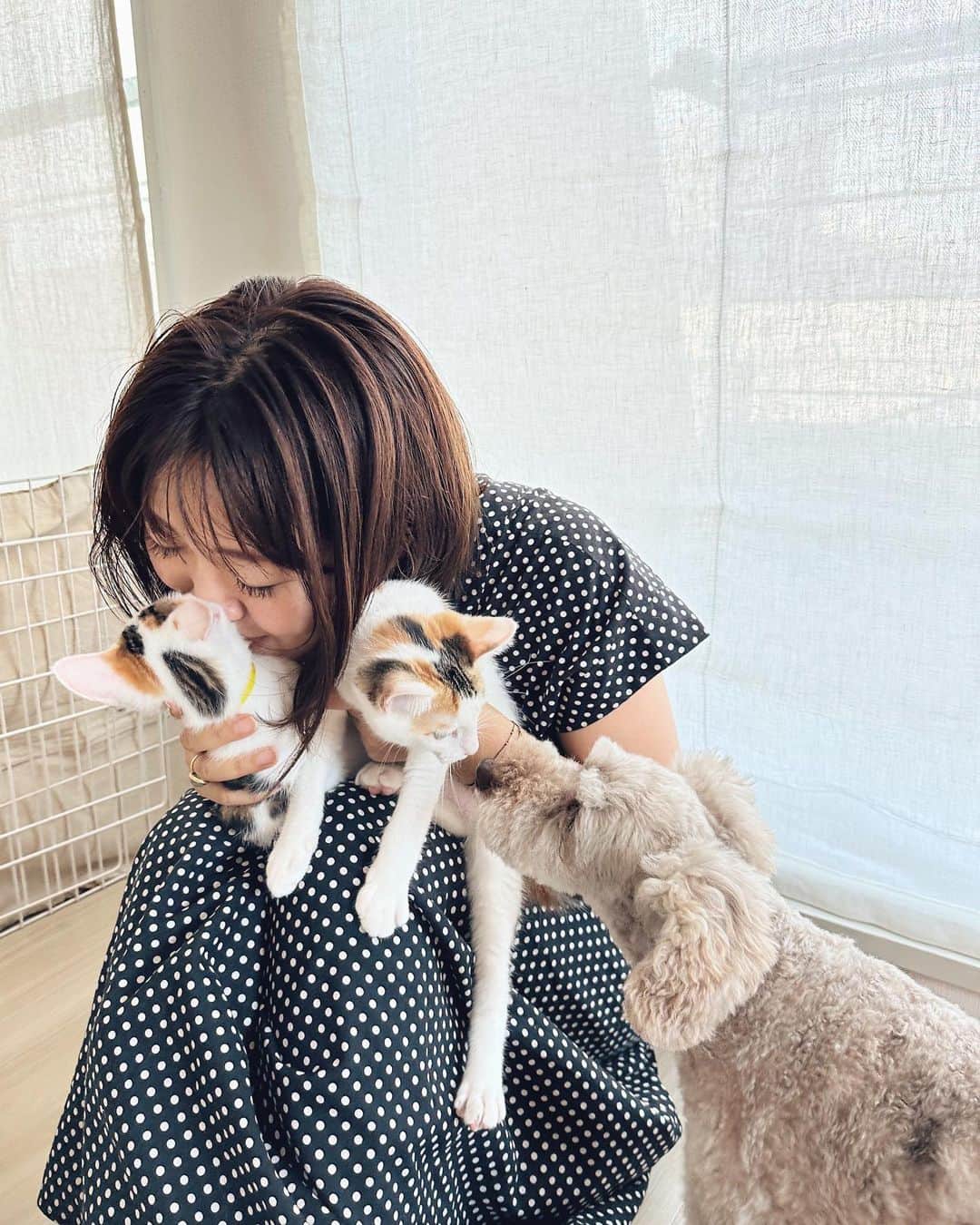 早坂香須子さんのインスタグラム写真 - (早坂香須子Instagram)「たまよ と こまの に 猫吸い界の神様が降臨✨  美雨ちゃんの猫吸いは、今や無病息災祈願のような神々しささえある。  うちに来て24日目のたま・こま、そしてダンちゃんまでが美雨ちゃんにうっとり夢中になった✨  猫好きさんは、先月NHKで放送された 「ネコメンタリー　猫も、杓子（しゃくし）も。」 を観た方も多いと思う。  サバ美との日々の暮らしと音楽と言葉、大切なひとの訃報…。生と死を真っ直ぐに澄んだ瞳でみつめた美雨ちゃんの文章に、1度目は堪えた涙が、時間をおいて視聴した時に崩壊した。  このスクショをする時にもジワッときてしまったけれど、生と死と愛に溢れた優しい世界を、また観たいと思う。  番組ネコメンタリーは、初回の「養老先生とまる」の放送からの大ファンで、全編視聴していますが、「坂本美雨とさば美」は「神回」認定させて頂きたい。  番組冒頭で、お部屋に猫の置物と共に、私の絵を飾ってくれていたのも、とっても嬉しかった✨  番組はNHKオンデマンドで観れます。 動物に興味無い方も、ぜひ見て頂きたいなぁ。  はぁ、やっとネコメンタリーについて書くことが出来た。  美雨ちゃん、たま・こま・ダンに会いに来てくれてありがとう。 なまこちゃんも、ハリネズミのハリと一緒にいっぱい遊んでくれて、ありがとう🩷（合宿がんばれ）  #ネコメンタリー猫も杓子も  #坂本美雨 #猫吸い #たまよとこまの  #dan_journal #今日のなまこちゃん」7月12日 15時48分 - kazukovalentine