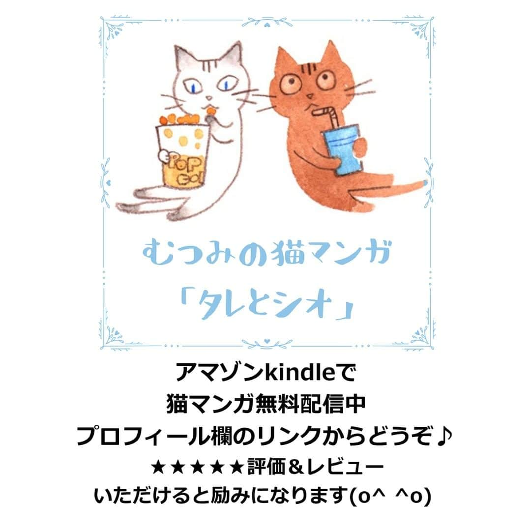 いのうえむつみさんのインスタグラム写真 - (いのうえむつみInstagram)「７月１２日、今日はタレとシオのうちの子記念日です。  １枚目・我が家に来たその日、だったかな？です、多分（記憶が薄れて…ｗ） 初めての家で心細げにふたりで寄り添ってました。 片手で持ち上げられるほど小さかった生後２か月。  シオは私たち人間を怖がって、ソファの後ろにこそこそ隠れていました。 で、タレちゃんの後をおっかなびっくりついて歩いてた😊 そんなシオちんは、２週間後に突然私に懐いて、ゴロゴロベットリくっつく様になったとさ。 最初にゴロゴロ言ってくれた時のこと、今でもはっきり覚えてます。 そしてその後は、背後から私を蹴りまくる飛び蹴り猫に変貌しました。ｗ  タレちゃんは、うちに来て次の朝に、いきなり私のお膝でねんねしてくれて、「なんてなつっこい子なんだ！甘えんぼさんだな！」と思いきや、お膝に乗ってくれたのはタレちゃんの人生の中で４回くらい😂（何度も書いてる話だけど）。  ２枚目以降の写真は、４，５歳くらいのふたりで写っているのを選んでみました。 仲良しさんですが、タレちゃんはたまにちょっと意地悪でシオをぶん殴って場所取りしてました。 「てめぇどけよ。ボカ！」みたいな😂  シオちんは一人っ子になってしまったけど、やっぱり多頭飼いはいいですね～。写真選びながらほのぼのしました。  で、今日は絵本の発売日なんですが、プロフィール欄のリンクとかまだ準備できてなくて、多分明日またお知らせいたします。写真見てたら時間が…😂  アマゾンでは注文できます。 「Mutsumi Inoue」で検索すると出てきます（著者名がアルファベットですみません。平仮名にしてもらうよに伝えるのを忘れていたので、お手数ですがローマ字で検索してください）。  アマゾンで注文すると送料が４００円かかります。 発売元の会社さんのサイトで注文すると送料無料です。が、まだリンク貼ってないので、もう少々お待ちくださいませ。 送料かかってもOKの方は、アマゾンでご注文くださいませ😂  ーーーーーーーー  【😽猫さんアート・オーダー受付中⭐️】 オーダーは、プロフィール欄のリンクツリー、「アートショップ」よりお申し込みくださいませ。  (猫さん以外をご希望の方はDMからご相談下さいませ😃)  現在３サイズ扱っています。 それぞれ内容も異なりますので、詳しくはアートショップでご確認下さい。 「お気に入りのオモチャなど一緒に描いて欲しい」等、ご希望ある方はDMからお問い合わせお願いいたします。(追加料金となる場合があります)  お誕生日、うちの子記念日など、「この日に間に合うように」と言うご希望がある場合は、お早めにご依頼くださいませ💕 ２ヶ月くらい余裕を持ってオーダーいただけると嬉しいです😃  #watercolourpainting #色鉛筆 #猫 #ねこ #ネコ #cat #catart #art 水彩 #にゃんすたぐらむ　#にゃんこ #ねこすたぐらむ #保護猫　#ねこのいる生活 #ねこ部 #catstagram #instacat #meow #猫グッズ #いのうえむつみ #mutsumiinoue #illustration #猫イラスト #シオちん #シャムミックス #タレちゃん #キジトラ」7月12日 15時52分 - mutsumi_inoue