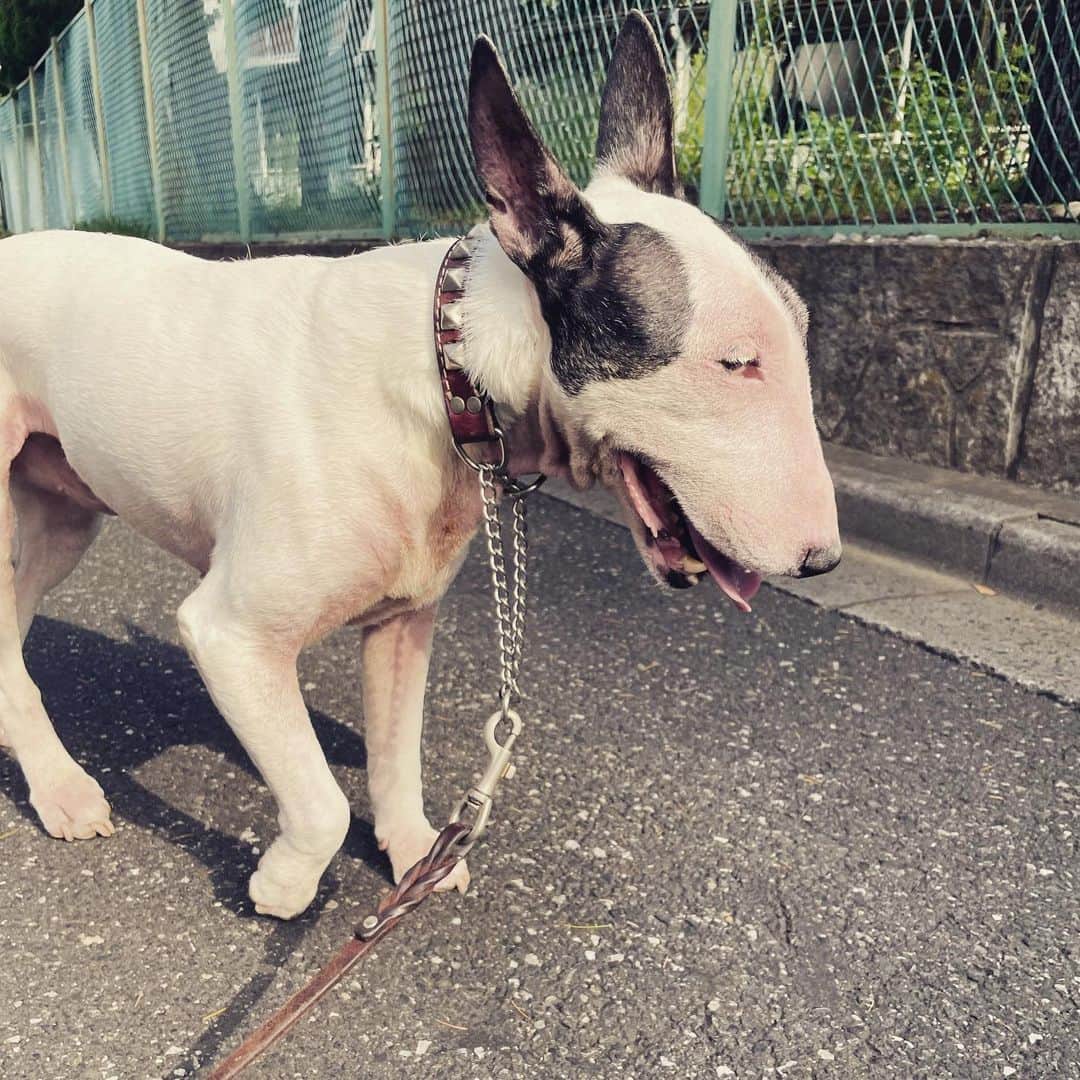 Q太郎さんのインスタグラム写真 - (Q太郎Instagram)「#minituru#bull#terrier#minibullterrier#miniturubullterrier#dog#dogstagram#cute#qtaro#love#family#ミニチュア#ブルテリア#ミニチュアブルテリア#Q太郎」7月12日 16時05分 - qtaro.jun