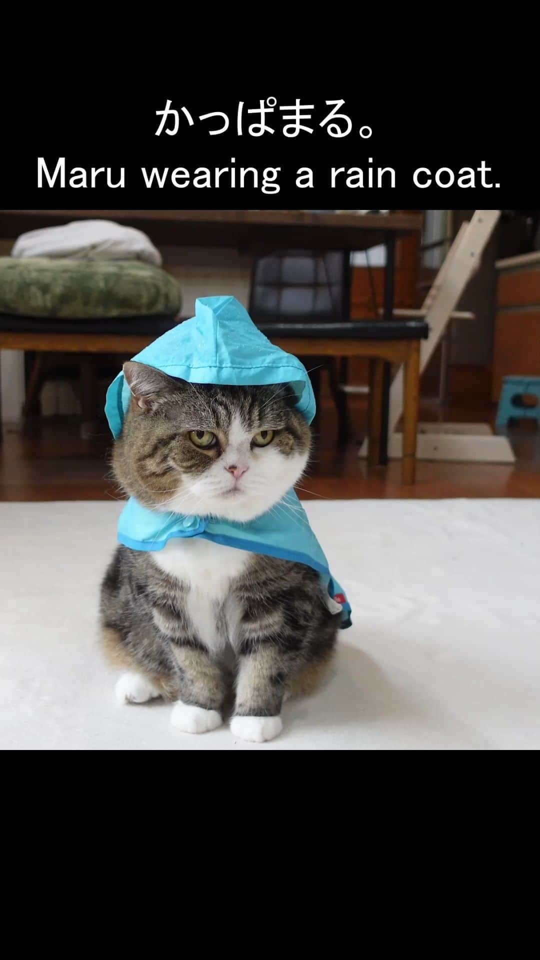 のインスタグラム：「かっぱを着てお散歩まるさん。 Maru walks in a rain coat.  自然音に癒されるロング動画はこちら↓  Long ver. of healing natural sounds↓ https://youtu.be/gfIUsrj_mDA」