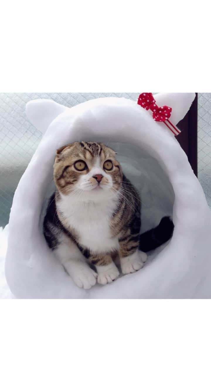 yayoi89のインスタグラム：「It's really hot today! I miss cold days🤍  本当に暑いですねー🥵  雪の日のうずらちゃんで ちょっと涼んでね🐵☃️  #cat #weeklyfluff #snow @cats_of_instagram #adorable #beautiful #scottishfold #kawaii #catoftheday #catloversclub #meowed #9gag  #neko #ふわもこ部 #猛暑 #スコティッシュフォールド #かわいい #ねこ #ねこすたぐらむ #猫のいる暮らし #にゃんすたぐらむ #ねこ部」