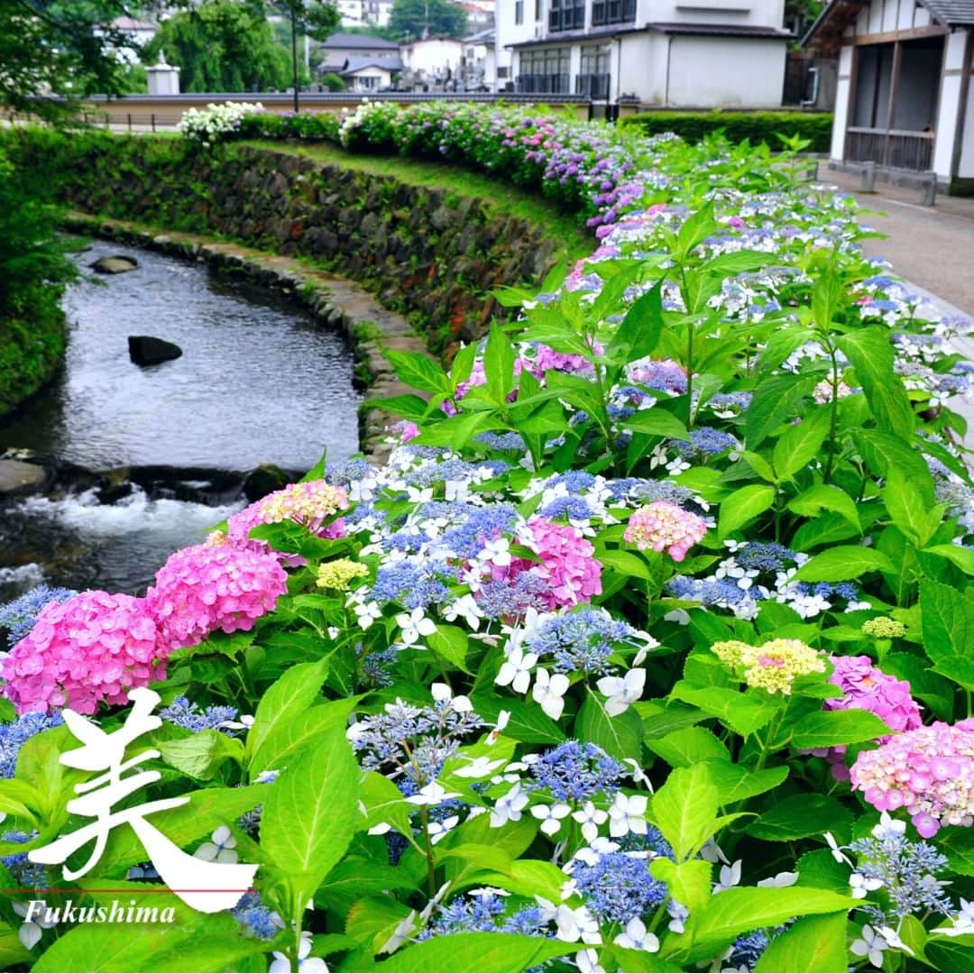 福島県さんのインスタグラム写真 - (福島県Instagram)「【谷津田川せせらぎ通りのアジサイ（白河市）】  谷津田川（やんたがわ）流域には江戸時代後半から昭和初期まで、精米のための水車が数多く存在しました。2003年に「谷津田川せせらぎ通り」として周辺環境が整備され、現在は市民の憩いの場として親しまれています。  こちらは1年を通してどの季節も楽しめますが、特にこの時期は色とりどりのアジサイが華麗に咲き誇ります。  ※写真は過去に撮影したものです。開花状況をご確認の上、お出かけください。  #谷津田川 #アジサイ #白河市 #県南地方 #福島県 #shirakawacity #fukushima #RealizeFukushima #NotADreamFukushima #ひとつひとつ実現するふくしま」7月12日 17時00分 - realize_fukushima