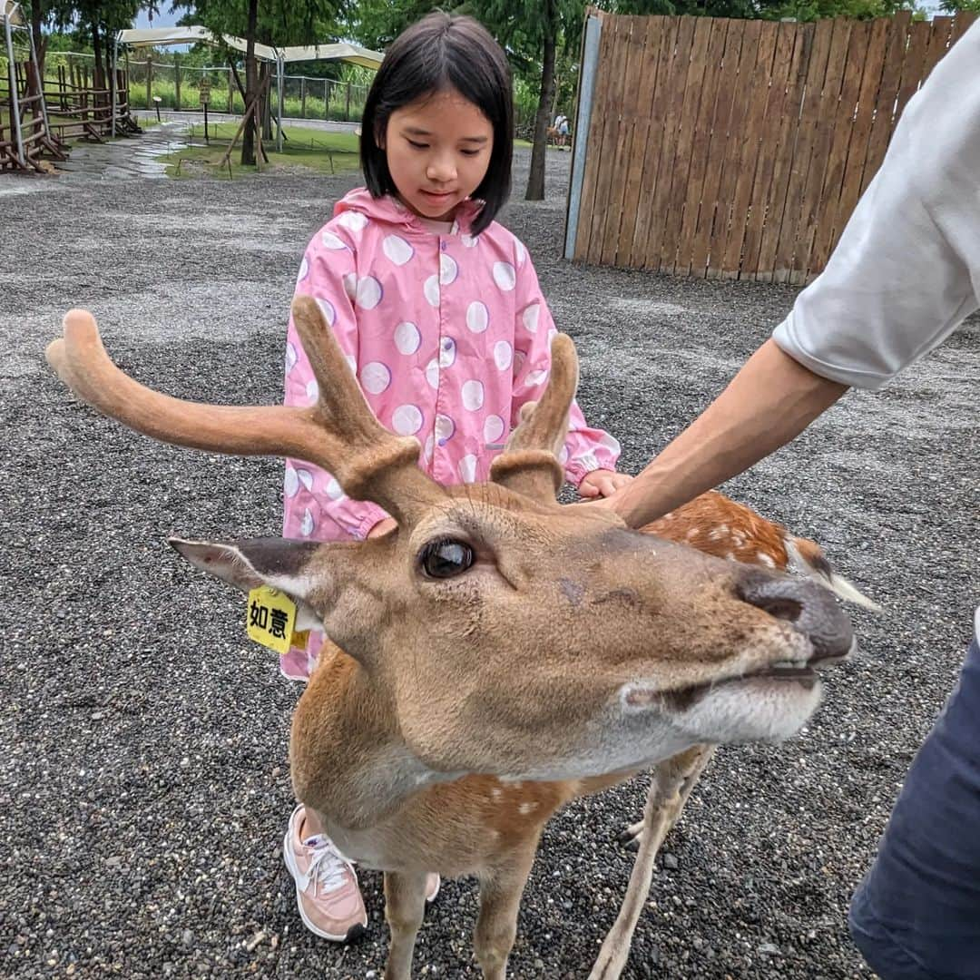 The Twins Chelsea & Jesperさんのインスタグラム写真 - (The Twins Chelsea & JesperInstagram)「第一次與斑比這麼近 趣味橫生  因為有些小鹿個頭大 孩子面露不安 爸爸帶頭示範如何安全餵食 好不緊張？？  雖然當天下著雨 斑比與水豚絲毫不受影響 熱情緊靠著遊客們 溫柔的保育員也隨時在旁 保護著小動物也安撫著小遊客  園區綠意盎然 遍佈落羽松 用心維護 是個可愛的地方」7月12日 16時53分 - chelsea_jesper