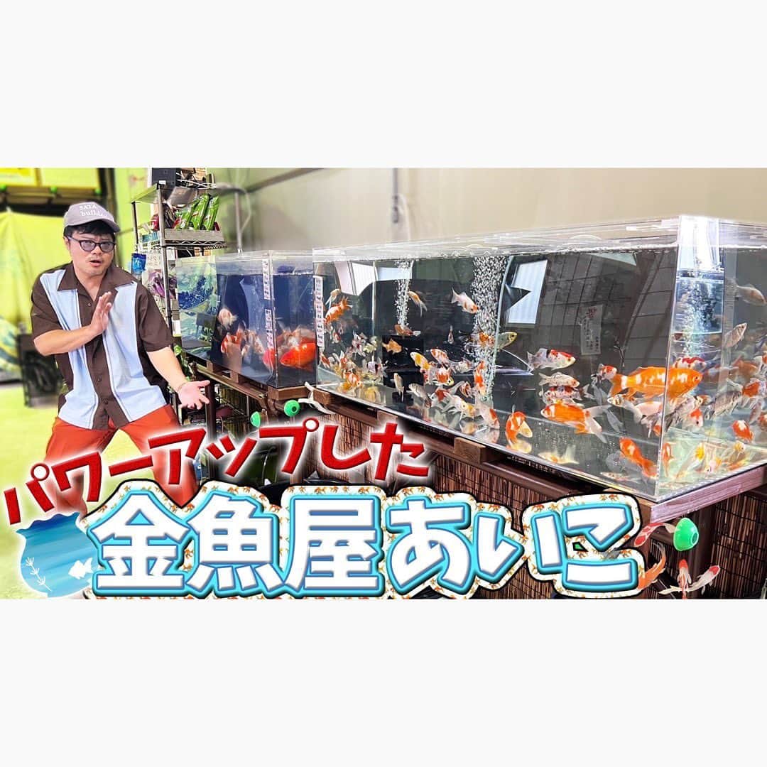 佐田正樹のインスタグラム：「【シン・金魚屋あいこ】ずっと行きたかった新店舗‼︎どの子をお迎え⁉︎  YouTube動画、本日18時アップします‼︎ 見らんとくらさるーぜ!!  #総長系YouTuber  #SATAbuilders #作田 #作田晴男 #佐田ビルダーズ」