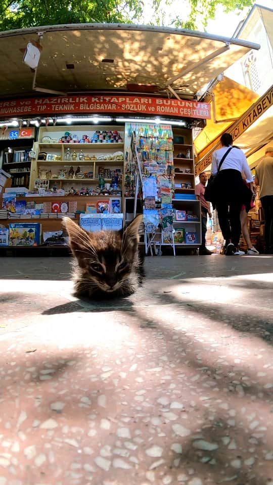 感動猫動画のインスタグラム：「古本屋街の子猫 #istanbul #トルコ #イスタンブール #猫 #感動猫動画」