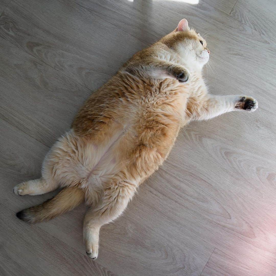 Hosicoさんのインスタグラム写真 - (HosicoInstagram)「I love lying on my back 🦦」7月12日 17時26分 - hosico_cat