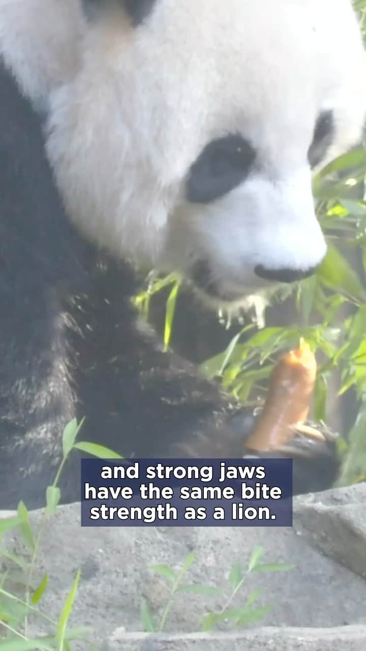 スミソニアン国立動物園のインスタグラム