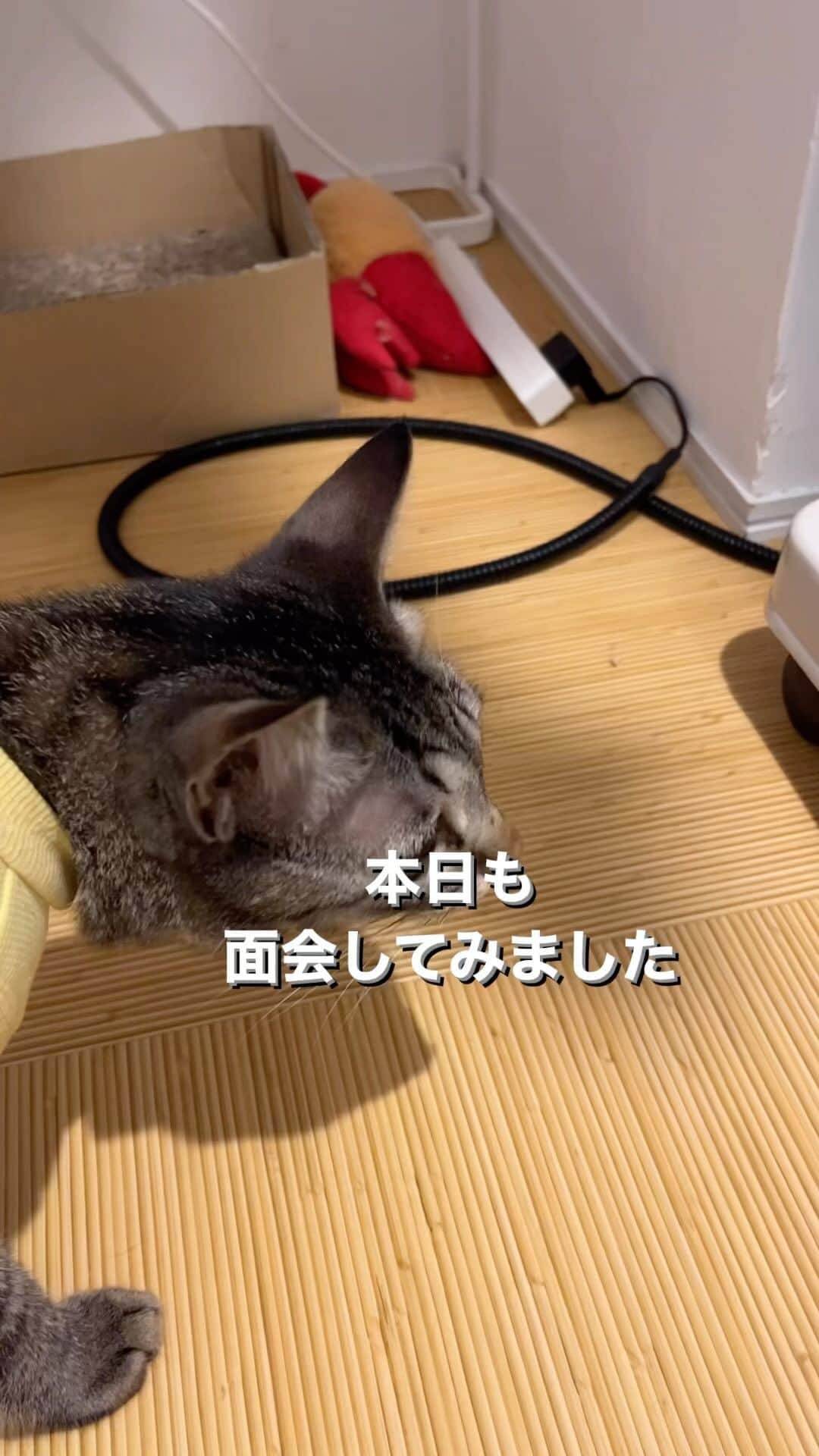 nozomiorideのインスタグラム：「本日の面会  どんな反応するか確認してます😀 かぐやくんのテリトリーでやると また違った反応になるかなとは思います  ※「お名前(仮)総選挙‼️」の結果は明日お伝えしまーす！🙇🏻‍♀️☺️  【かぐやくんの里親様募集】 現在、大体生後11ヶ月 男の子♂ 去勢手術済み ワクチン2回済み ウィルス検査：陰性  留守番🆗 賢く穏やかな、人に寄り添える子です☺️  ご検討中の方には オムツのことなどなど ご質問等にもしっかり対応させていただきますので(コメントでもDMでも🆗) お問い合わせ下さいませ😌🙇🏻‍♀️  (※譲渡条件あります)  #里親募集  #里親募集中  #里親募集猫  #里親募集_愛知   #恥骨前尿道瘻形成手術  #バブい #きじとら#三毛猫#白猫#白黒猫 #キジトラ #保護猫 #術後服 #子猫 #事故猫 #ねこのきもち #猫好きさんと繋がりたい」