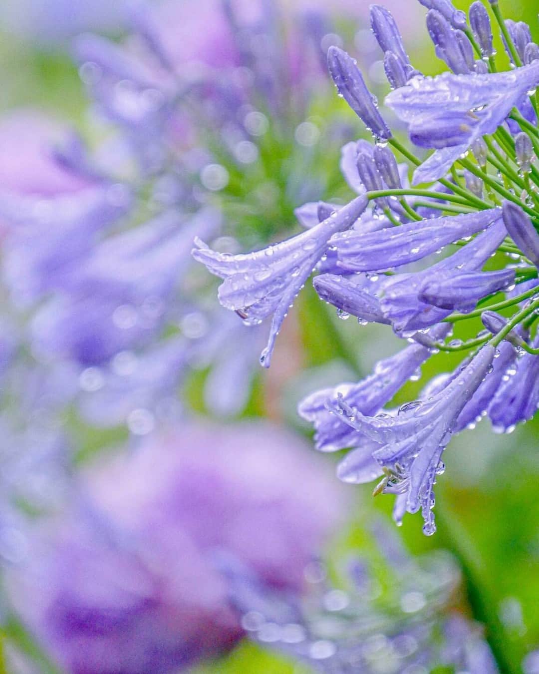 花の写真館のインスタグラム：「Photo by @kanako.sky.love. https://instagram.com/kanako.sky.love/ . Original Post[投稿いただいたURL] https://www.instagram.com/p/Ct2WPfGyiF6/ . 本アカウントは、 #私の花の写真 をつけてInstagramに投稿された皆さまの花の写真や、「花の写真館」Facebookページで投稿された花の写真を紹介します。 「花の写真館」Facebookページは、「 @floral.photograph 」のプロフィールにあるURLからご覧ください。 . ※各種法令、マナー、関係者の指示に従った撮影をお願いします。 *Please ensure that your photography adheres to all relevant laws, etiquette, and instructions issued by authorized persons. ※本アカウントは東京カメラ部がFacebook、Instagramのサービスを利用して運営しているもので、Meta社・Instagramとは一切関係ありません。 . #花の写真館 #floralphotograph #floralphoto #flower #flowers Follow: @floral.photograph」