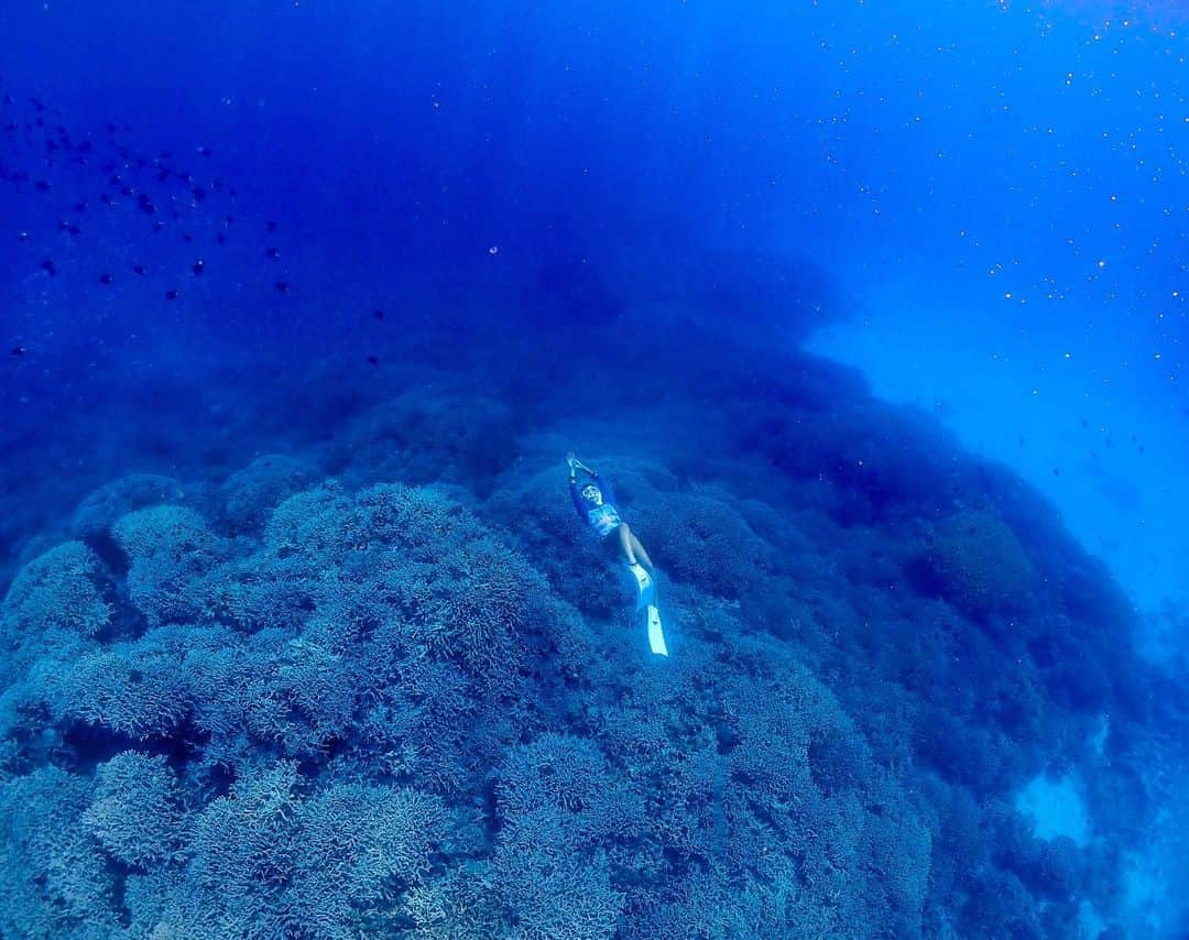 NAHOさんのインスタグラム写真 - (NAHOInstagram)「. . 💙💙💙💙  #deepblue  💙💙💙💙 . . . #NAHO #nature #okinawa #zamami #zamamiisland #bluesea #schnorchel #beachlife #沖縄 #座間味 #座間味島 #海 #シュノーケル #海の中 #沖縄移住 #島暮らし #海のある生活 #ケラマブルー」7月12日 19時34分 - naho25__kai_noa