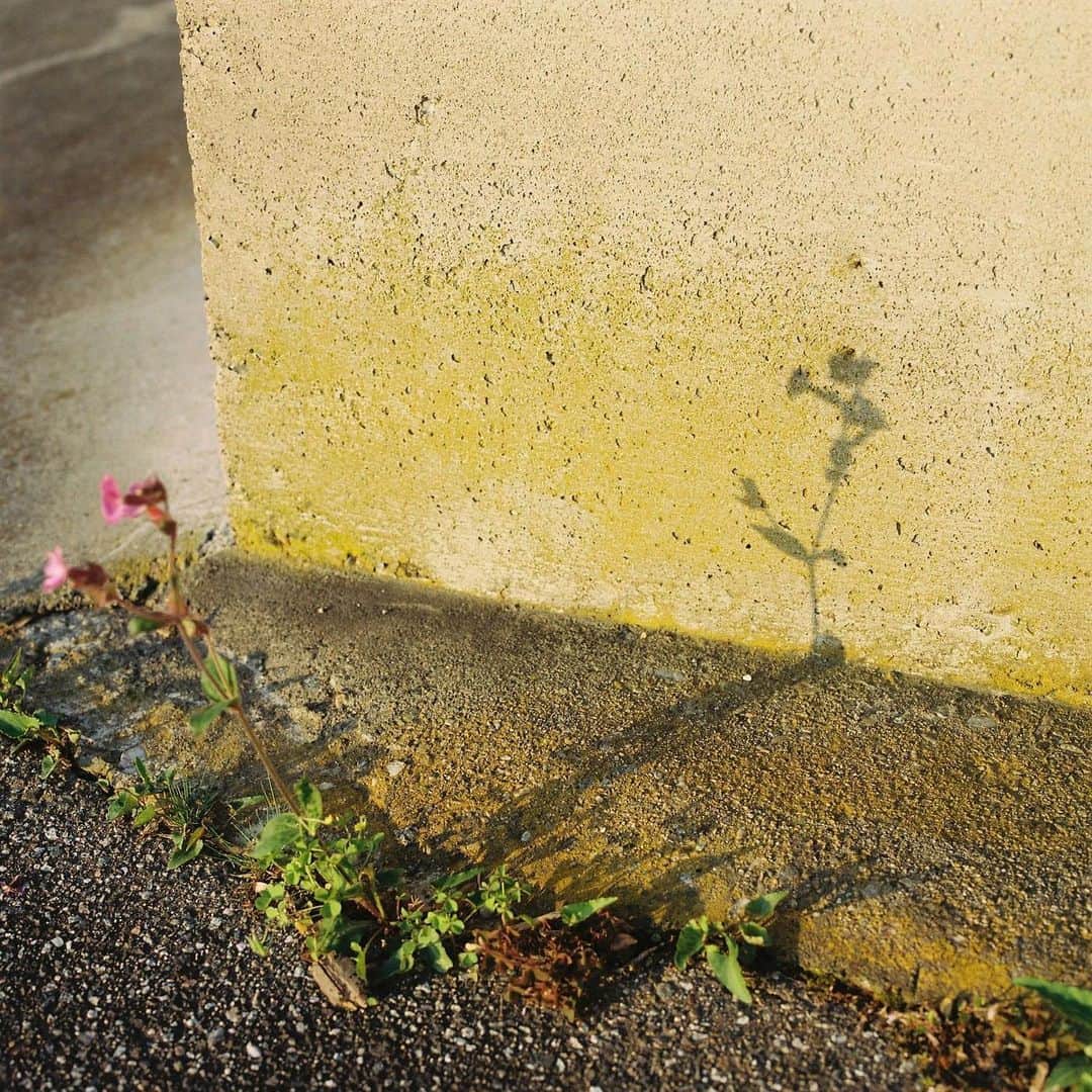 kazuyukikawaharaのインスタグラム：「fix the shadow ・  #hasselblad #film #filmphoto #filmphotography #filmcamera #instagramjapan #instagram #ハッセルブラッド#shotonfilm #kodak #kodakportra400 #kodakfilm #lifewithkodak #kodakprofessional #madewithkodak  #inspiredwithhasselblad #grandmother #filmphotomag」