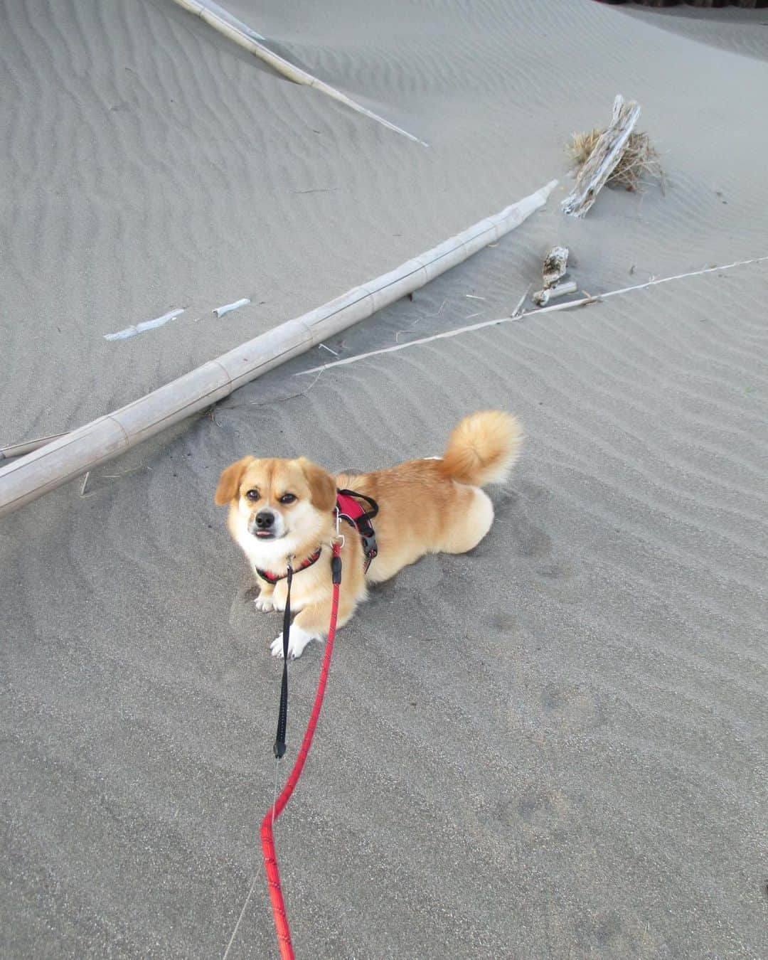 宮瀬いとさんのインスタグラム写真 - (宮瀬いとInstagram)「・  🌊🌴🐶☀️☁️👒📸」7月12日 20時17分 - ito_miyase